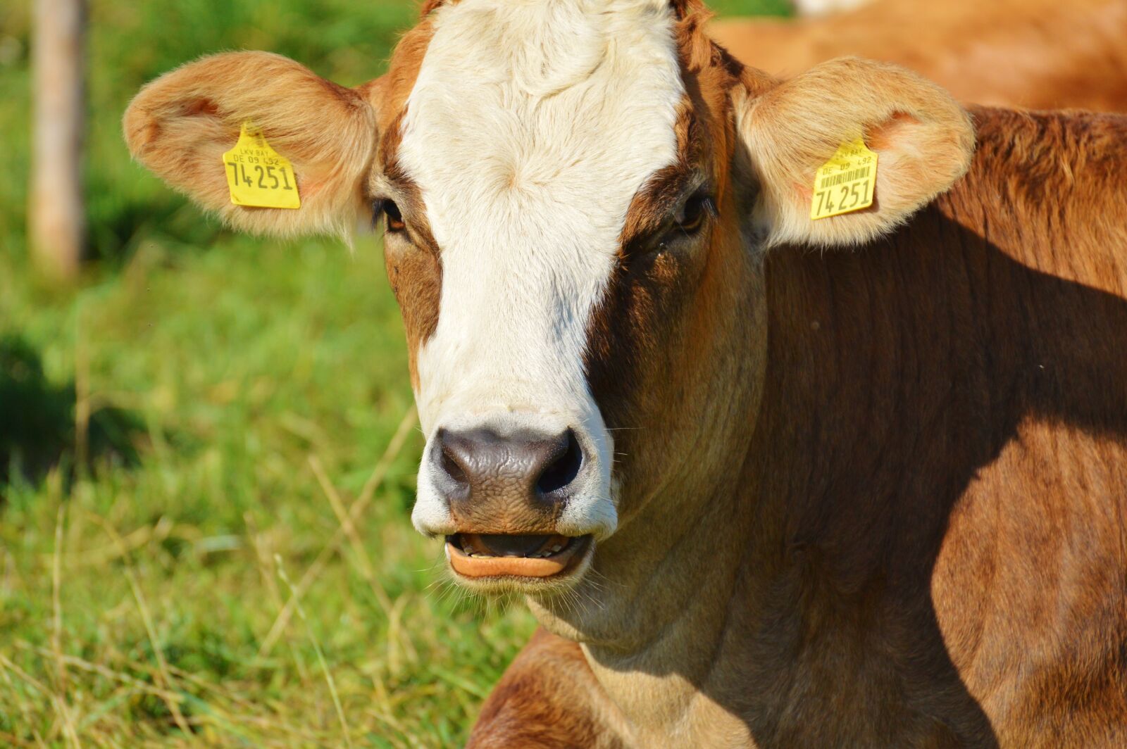 Nikon D3200 sample photo. Cow, animal, beef photography