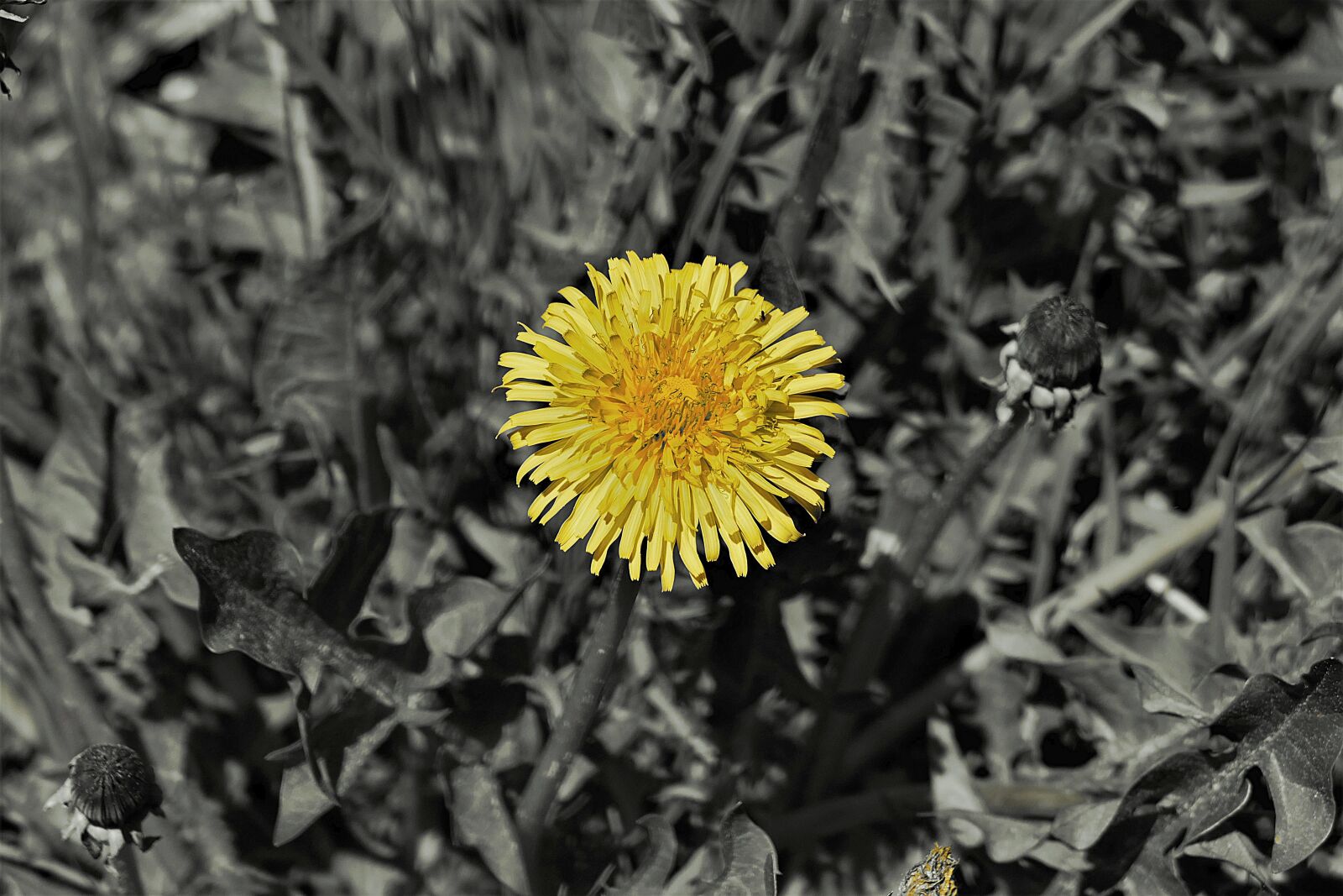 Panasonic Lumix DMC-FZ1000 sample photo. Dandelion, blossom, bloom photography