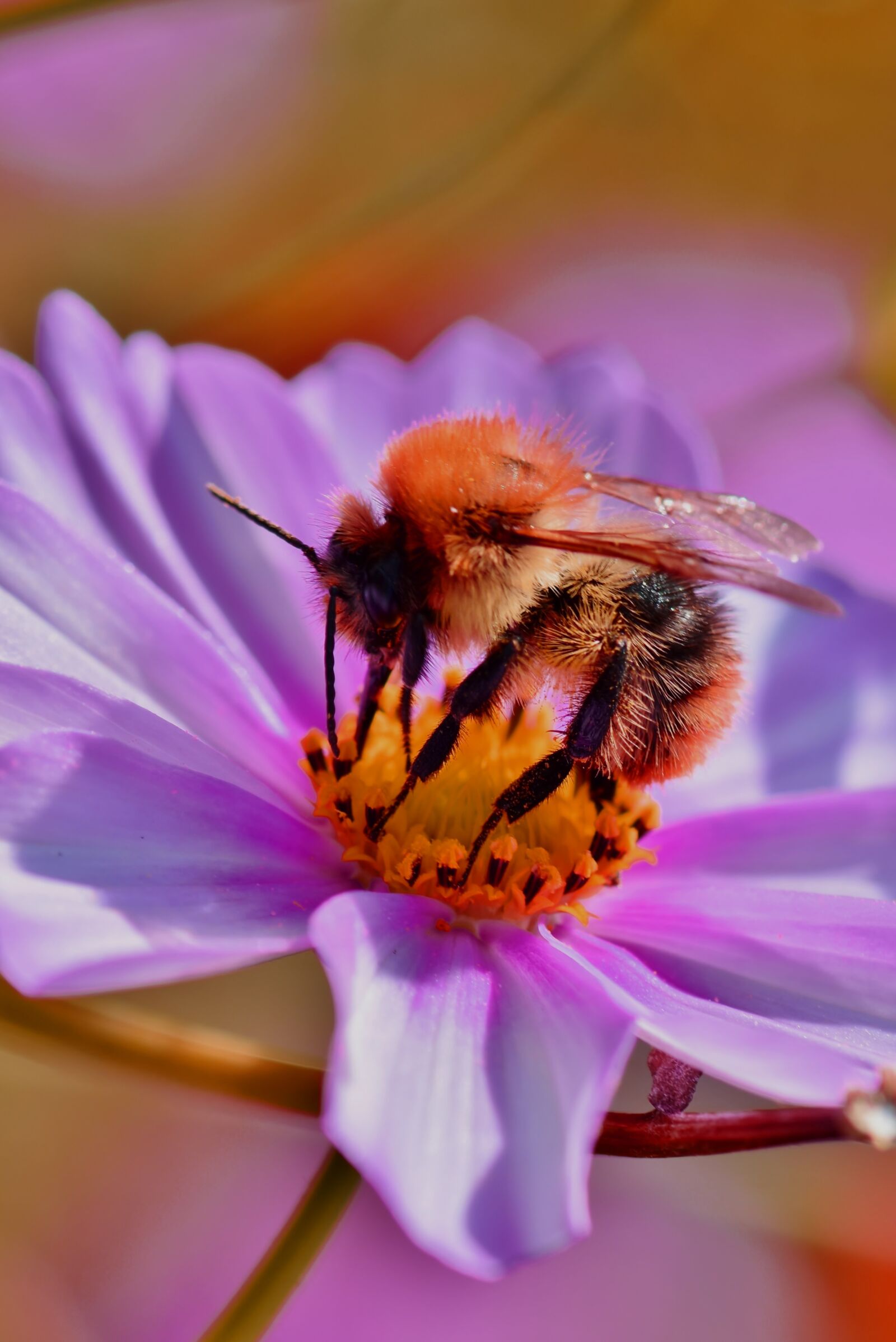 Nikon D7200 sample photo. Bee, insect, honey bee photography