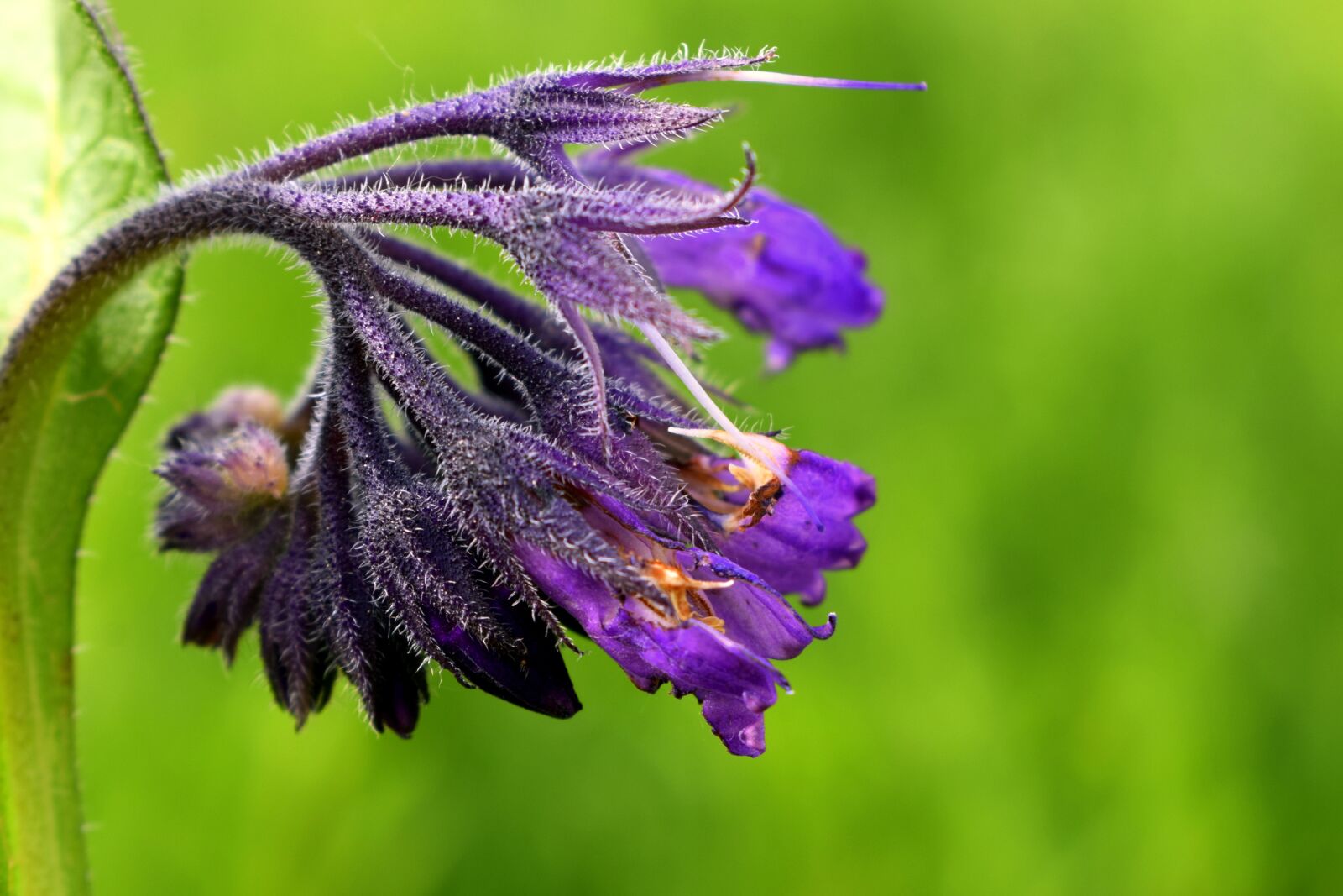 Nikon D3300 sample photo. Flower, purple, nature photography