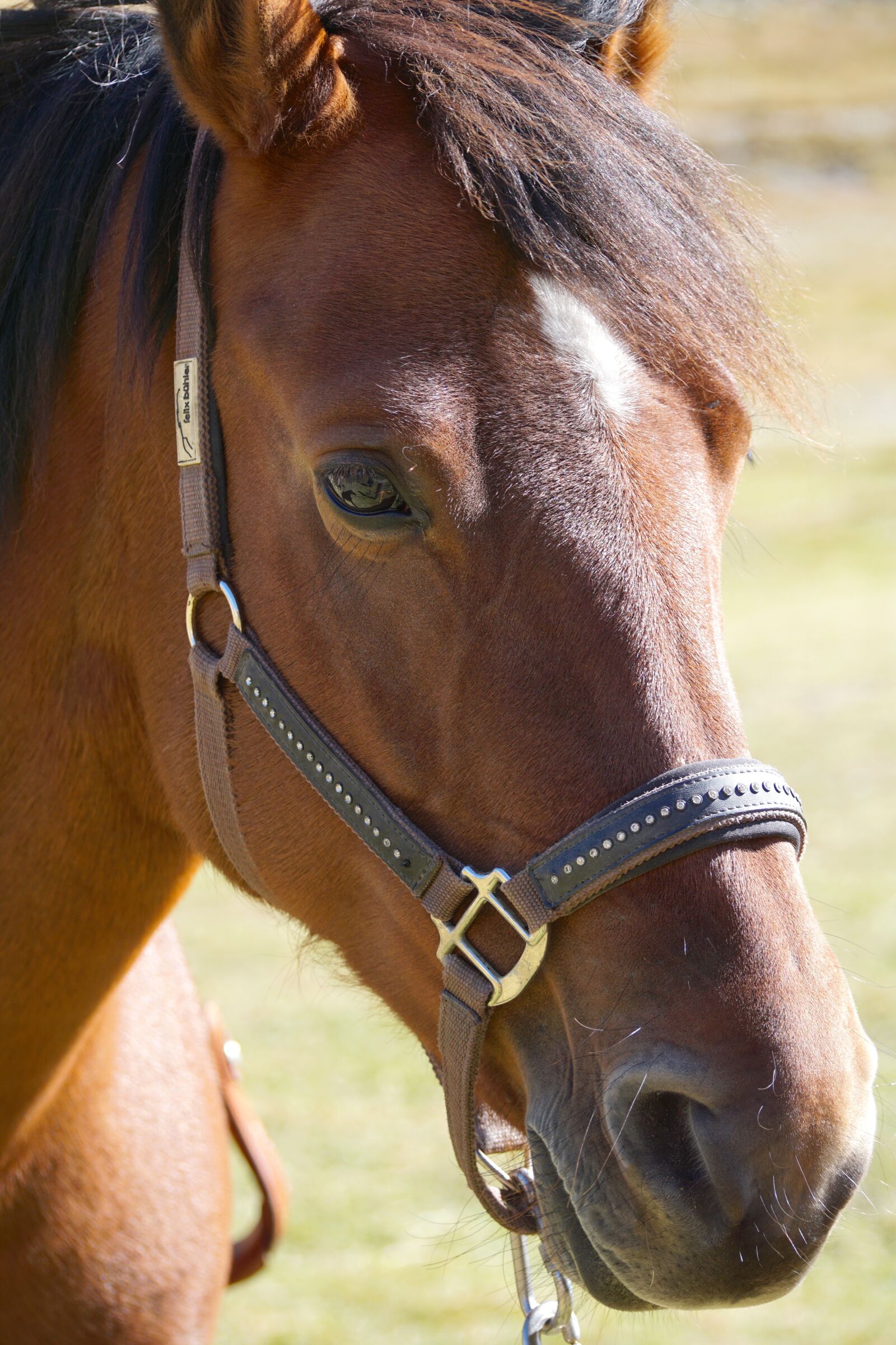 Sony DT 55-300mm F4.5-5.6 SAM sample photo. Horse, brown, horse head photography