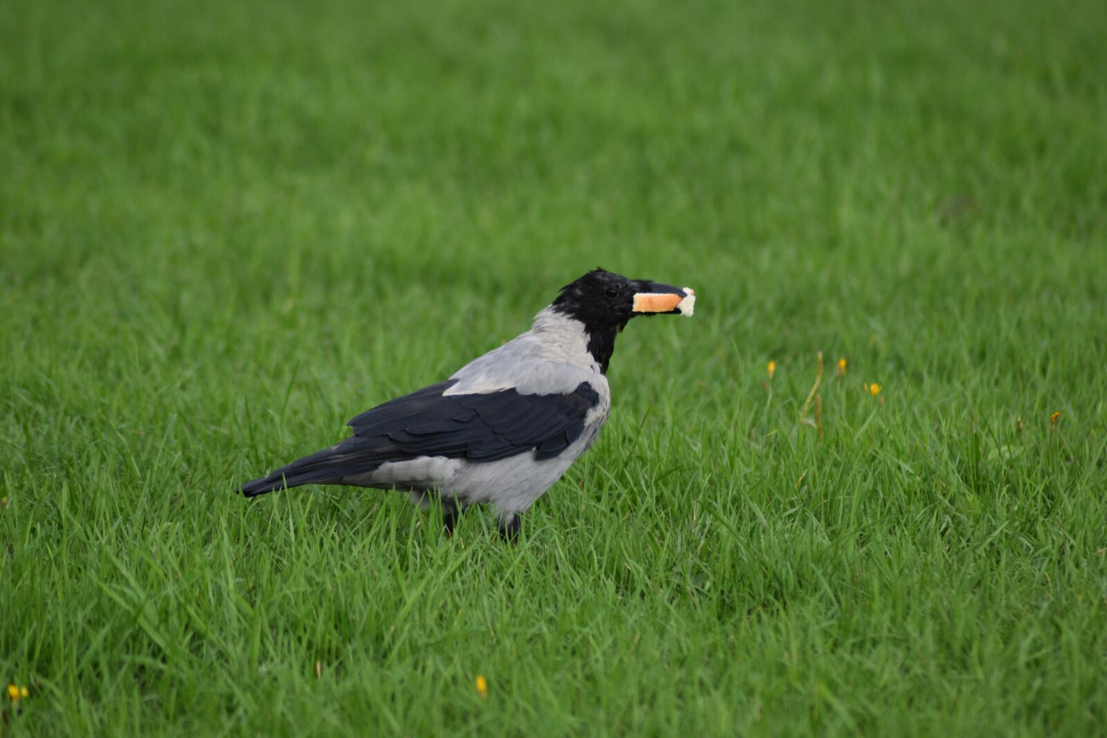 Nikon D3400 sample photo. Crow, bird, grass photography