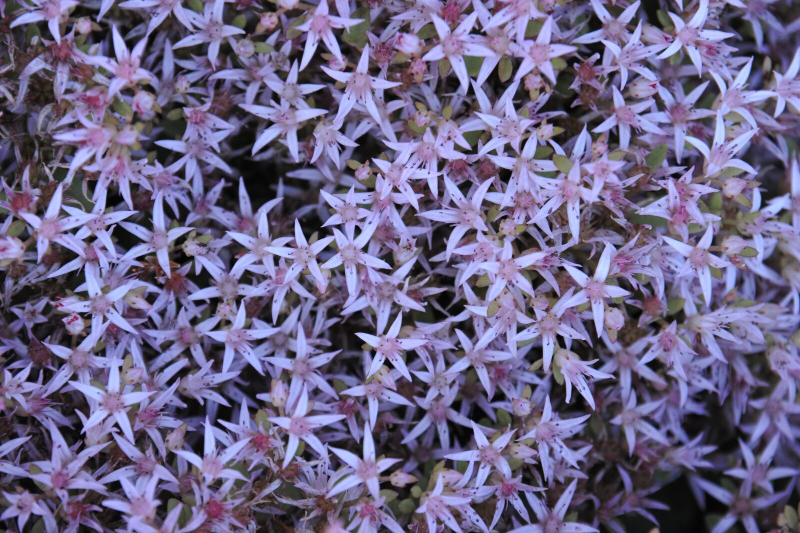 Nikon D700 sample photo. Background, template, nature photography