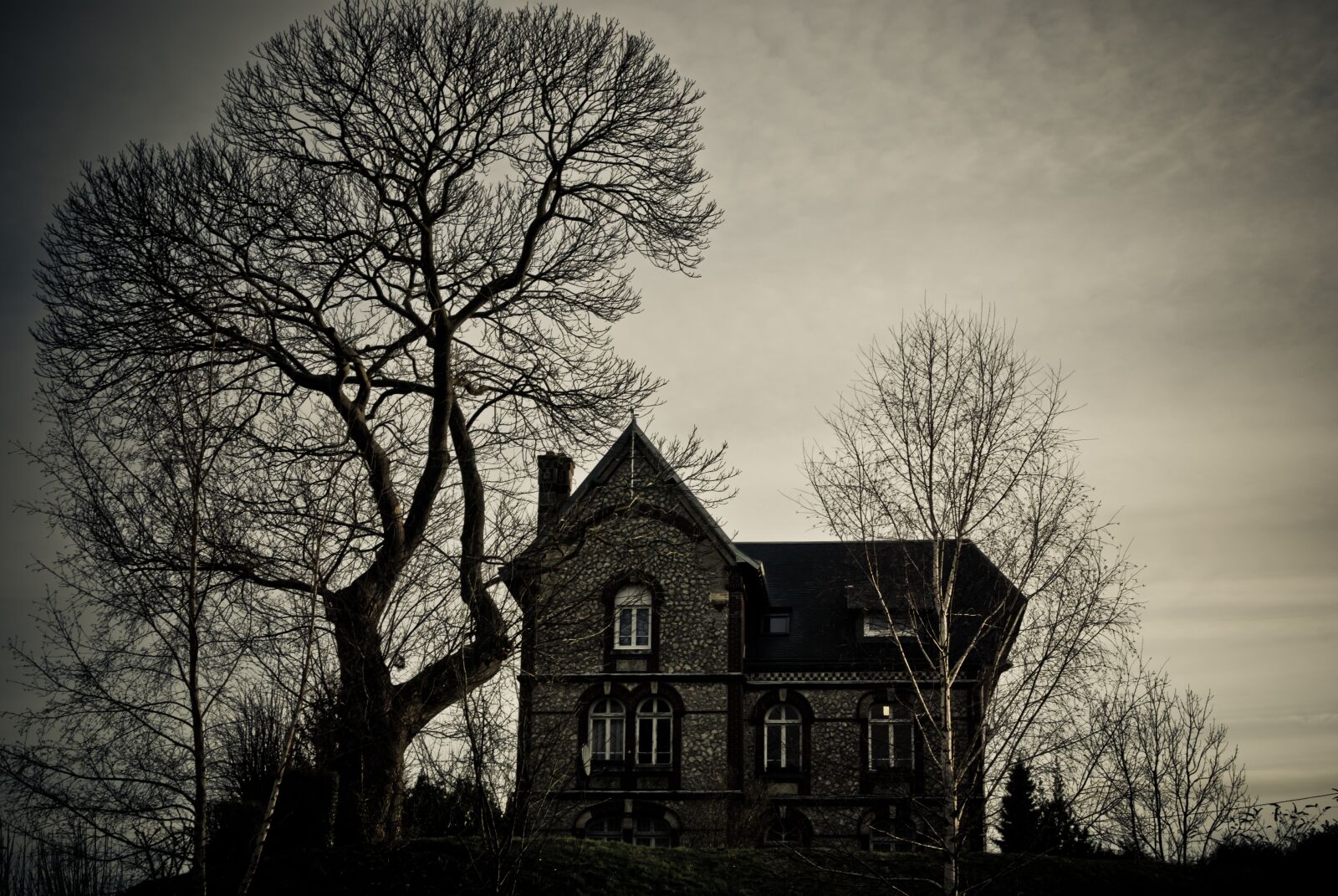 Nikon D80 sample photo. Tree, wood, dramatic photography