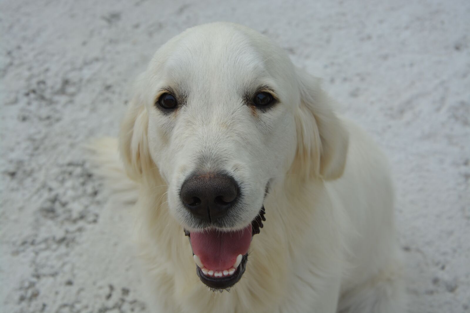 Nikon D5200 sample photo. Golden retriever, dog, company photography