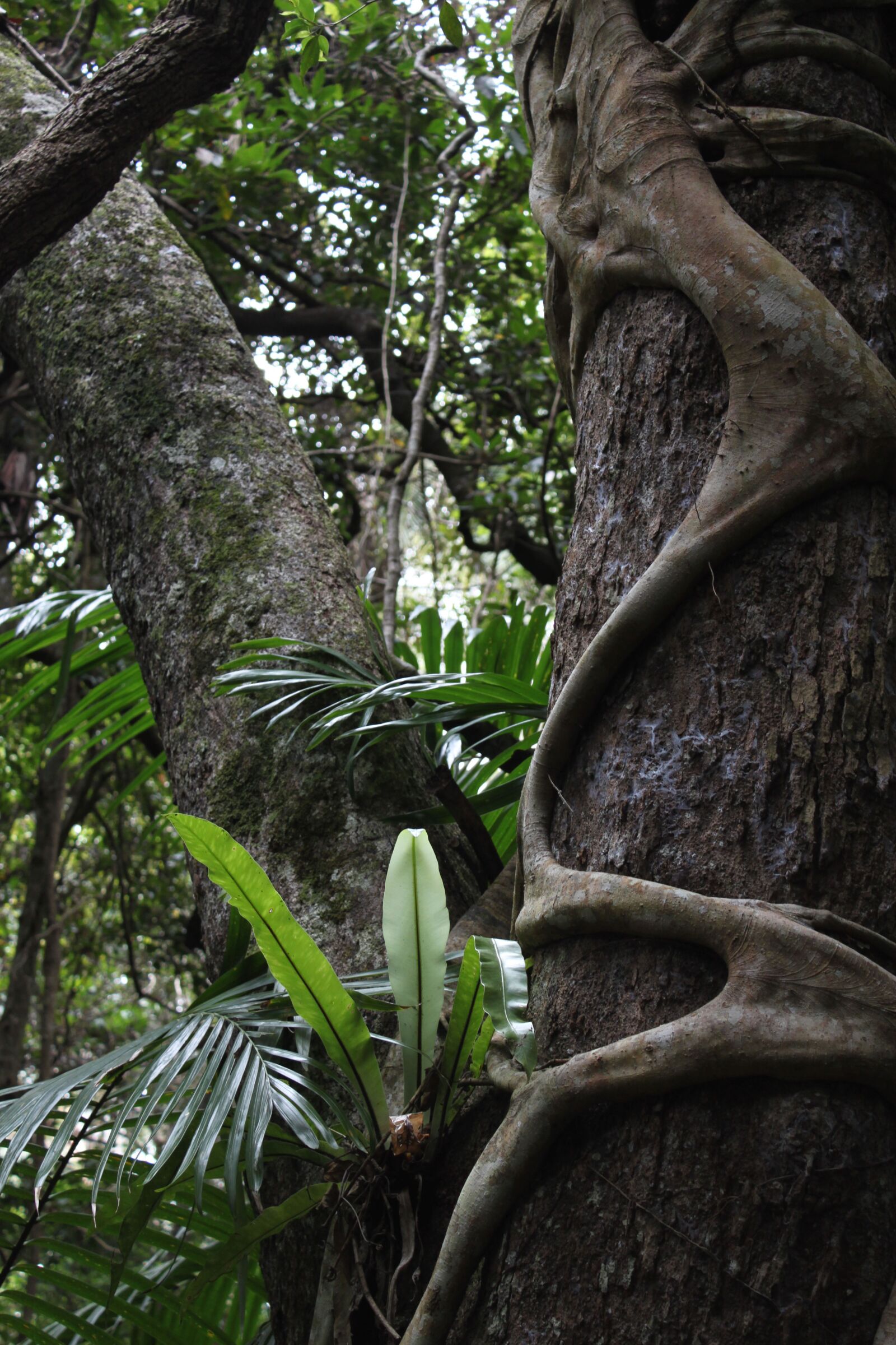 Canon EOS 500D (EOS Rebel T1i / EOS Kiss X3) sample photo. Strangler fig, australian, rain photography