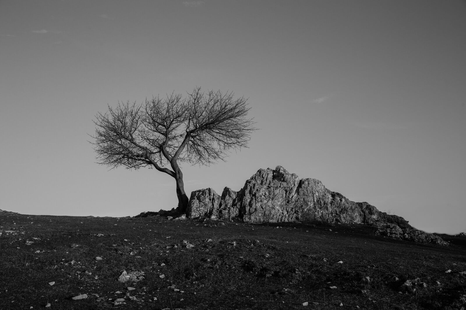 Canon EOS 6D + Canon EF 24-105mm F4L IS USM sample photo. Tree, stone, environment photography