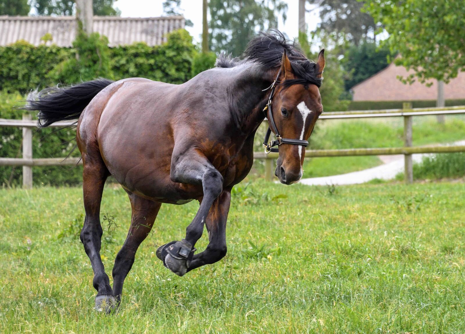 Nikon D500 sample photo. Agriculture, horse, grass, jump photography