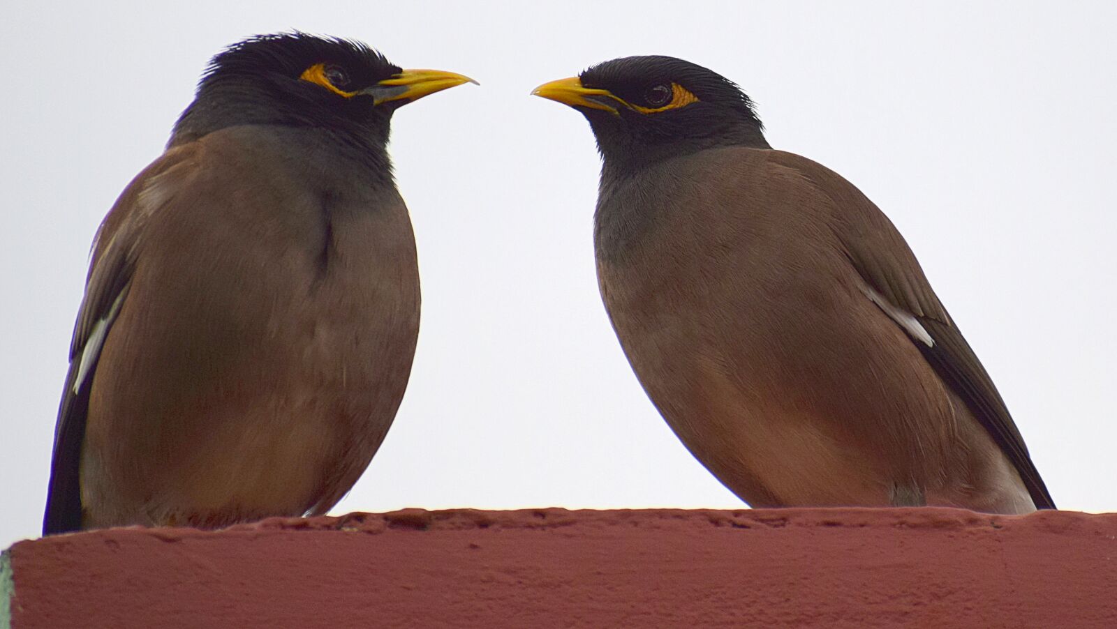 Nikon D3300 sample photo. Bird, wildlife, nature photography