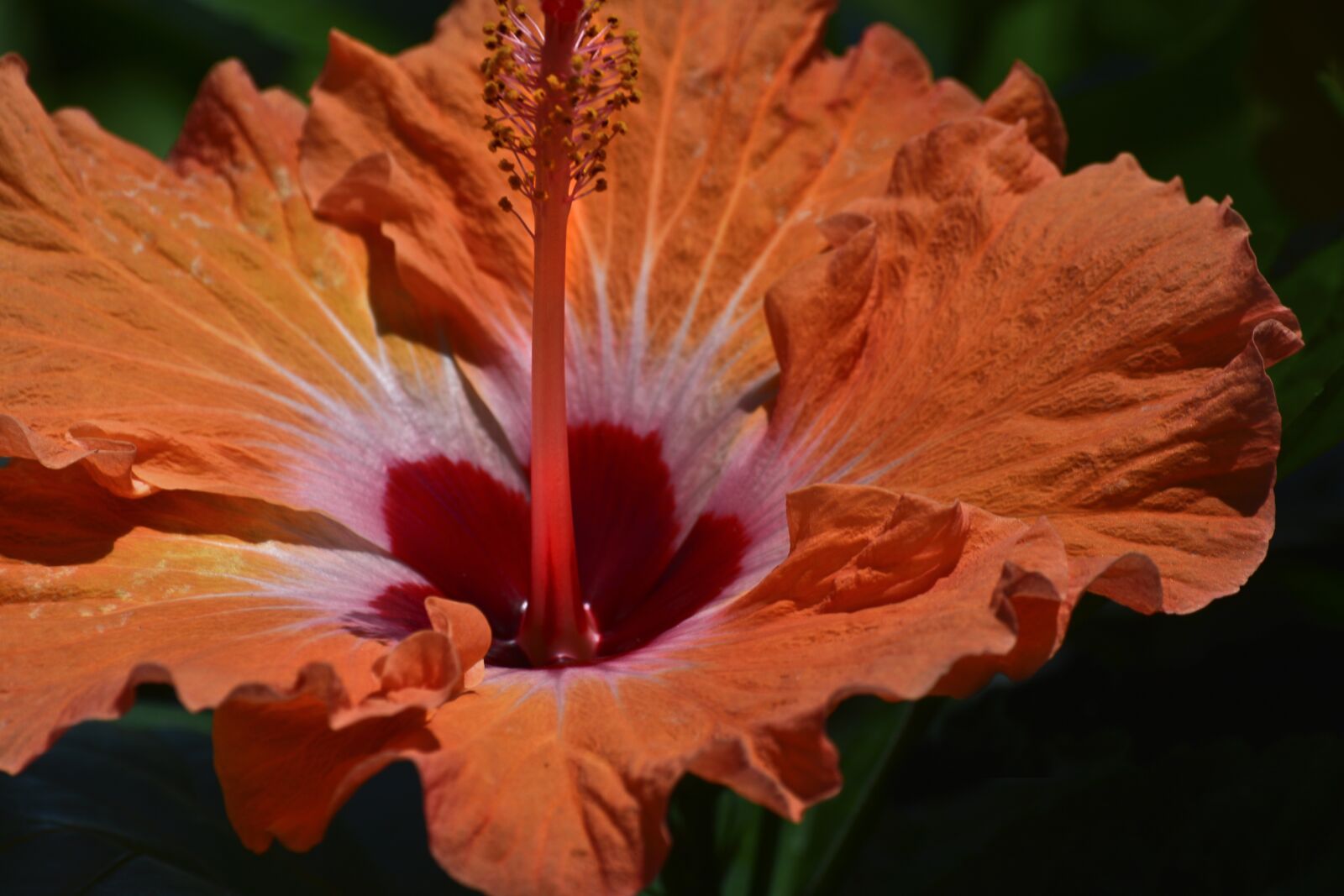 Nikon D7100 sample photo. Hibiscus, orange and red photography