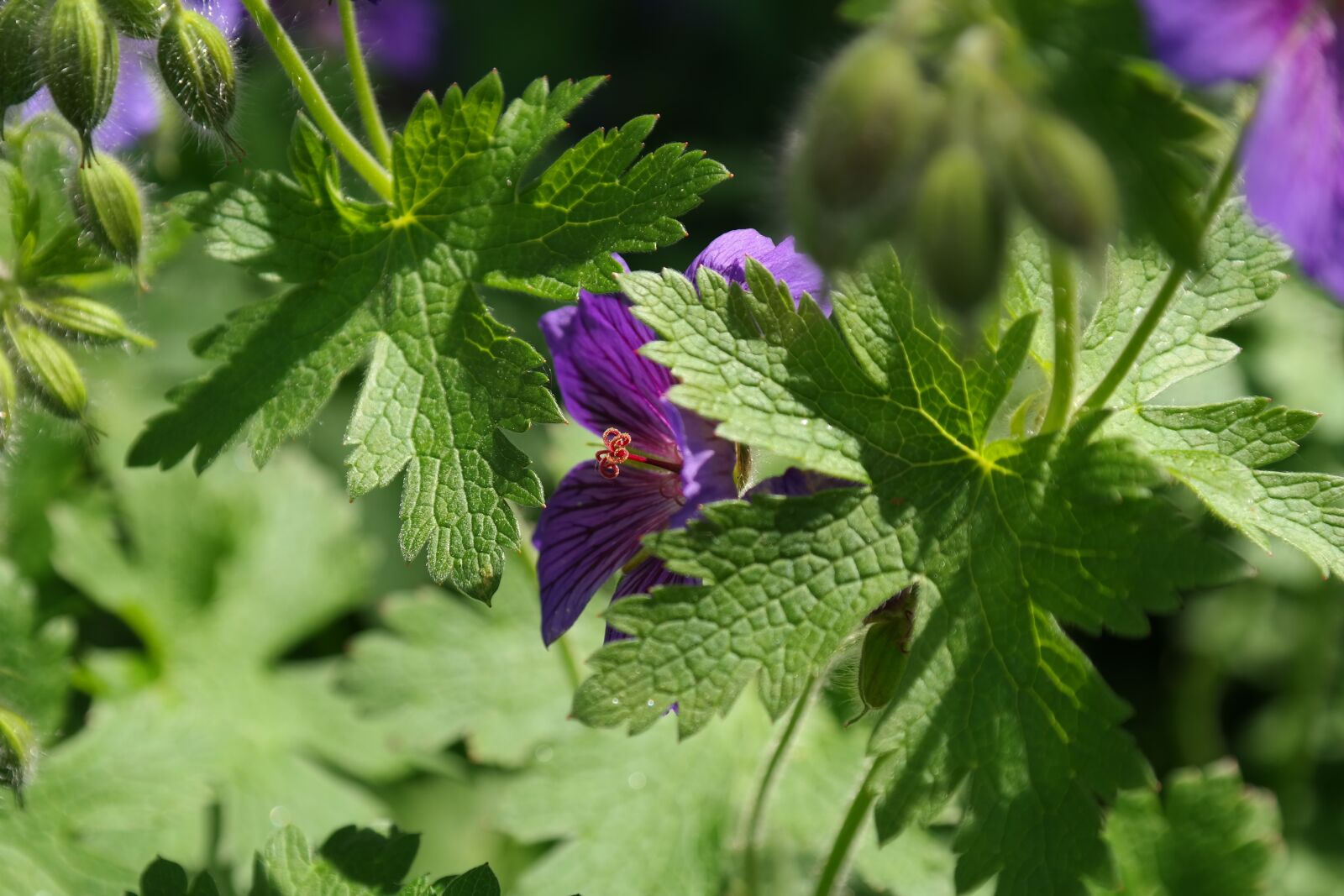 Samsung NX300 sample photo. Cranesbill, blossom, bloom photography
