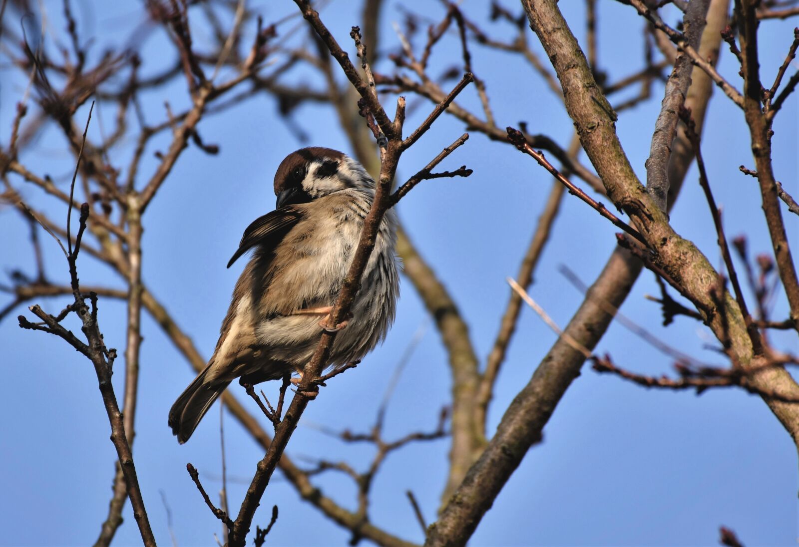 Nikon D7200 sample photo. Sparrow, sperling, bird photography