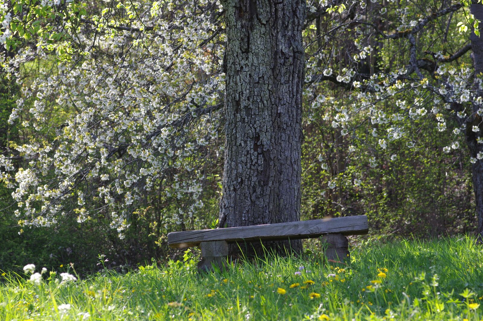 Pentax K-3 sample photo. Bank, park, forest photography