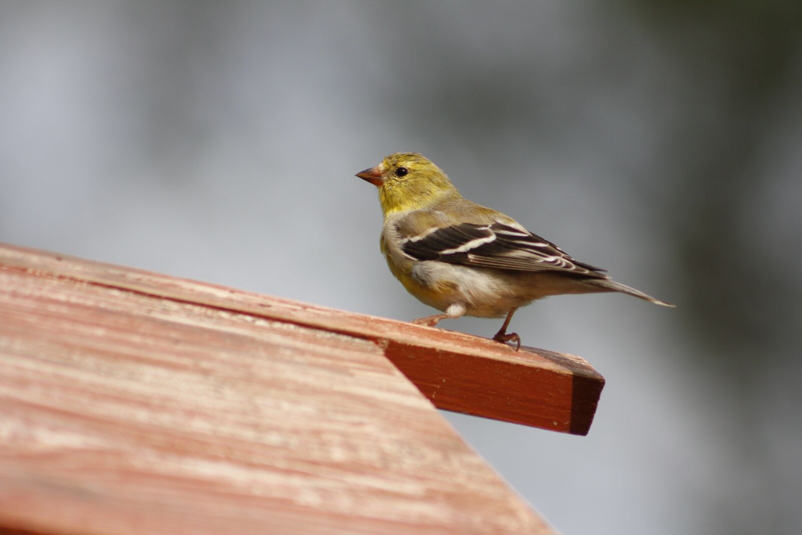 Canon EOS 550D (EOS Rebel T2i / EOS Kiss X4) sample photo. Nature, outdoors, bird photography