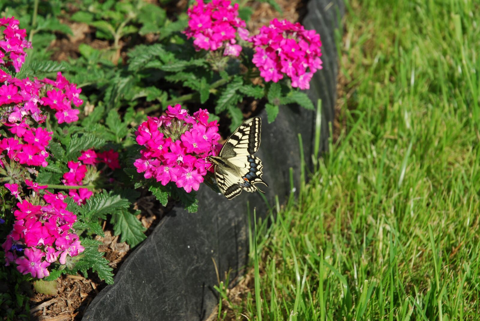 Nikon D200 sample photo. Butterfly, flowers, green photography