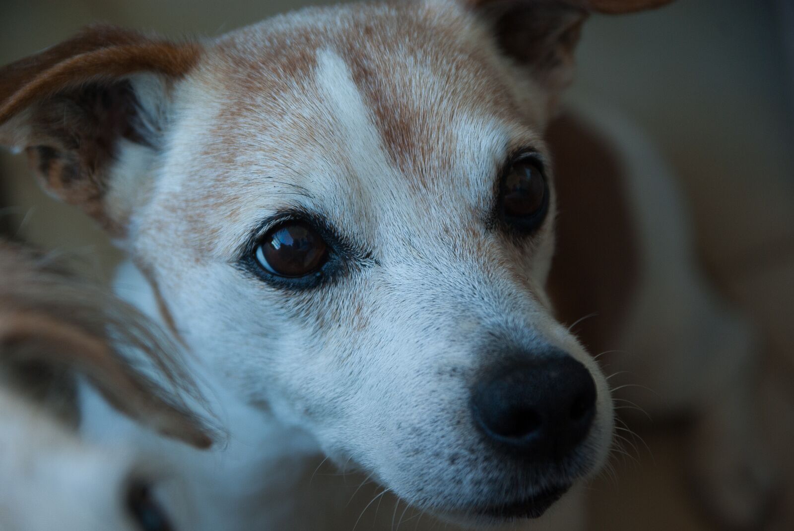 Pentax K10D sample photo. Dog, jack russel, old photography