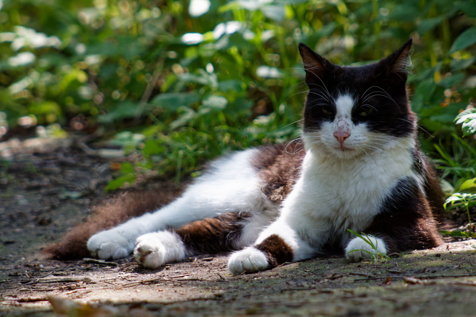 Canon EOS 50D sample photo