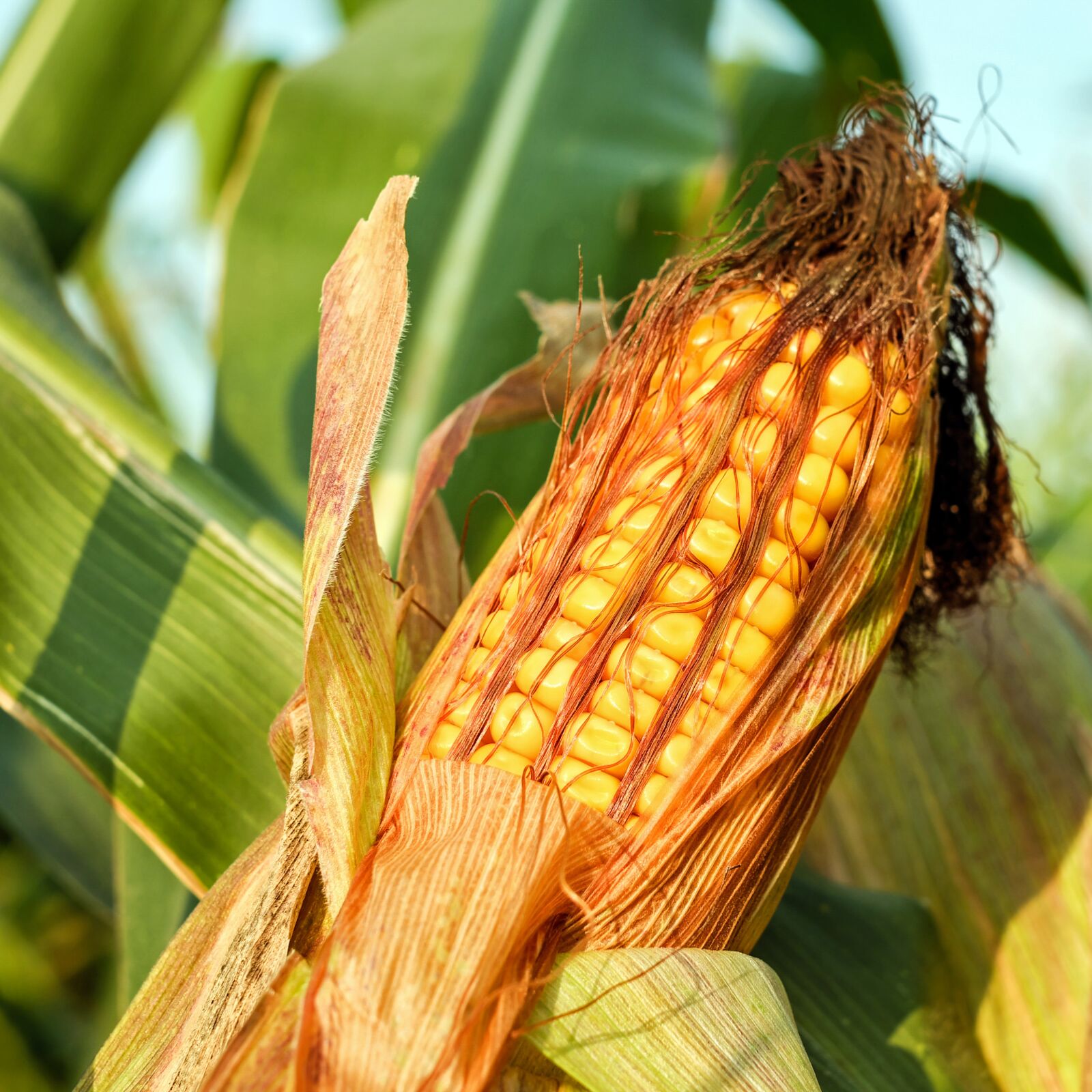 Fujifilm X-T10 + Fujifilm XF 35mm F1.4 R sample photo. Corn on the cob photography