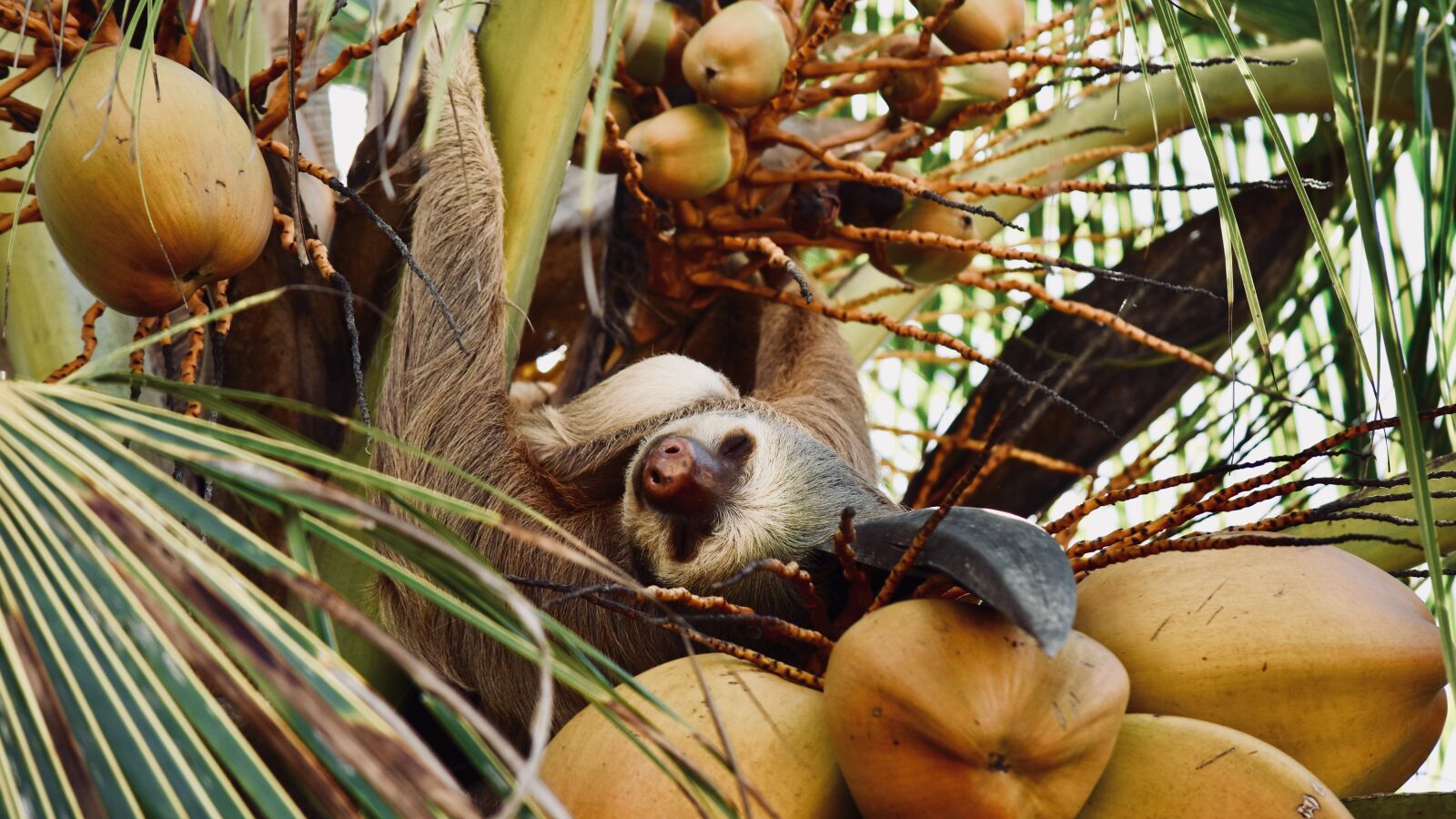 Nikon D5500 sample photo. Sloth, costa rica, tree photography
