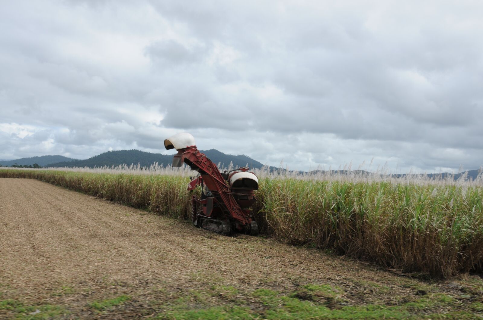 Nikon D300 sample photo. Sugarcane, cane, sugar photography