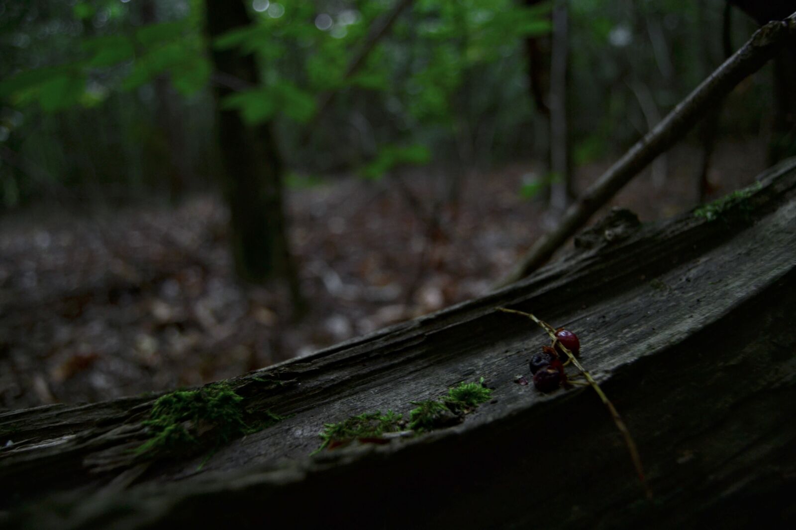 Nikon D3100 sample photo. Nature, wood, death photography