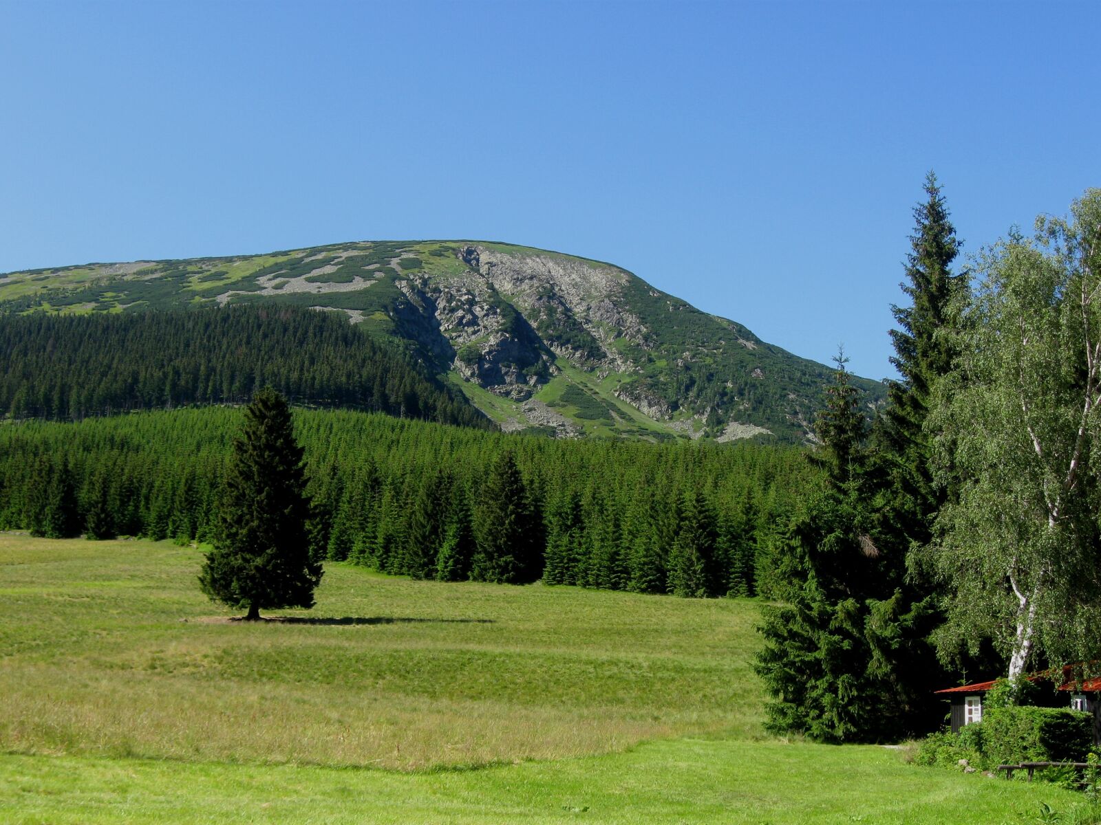 Canon PowerShot A590 IS sample photo. Mountain, forest, meadow photography