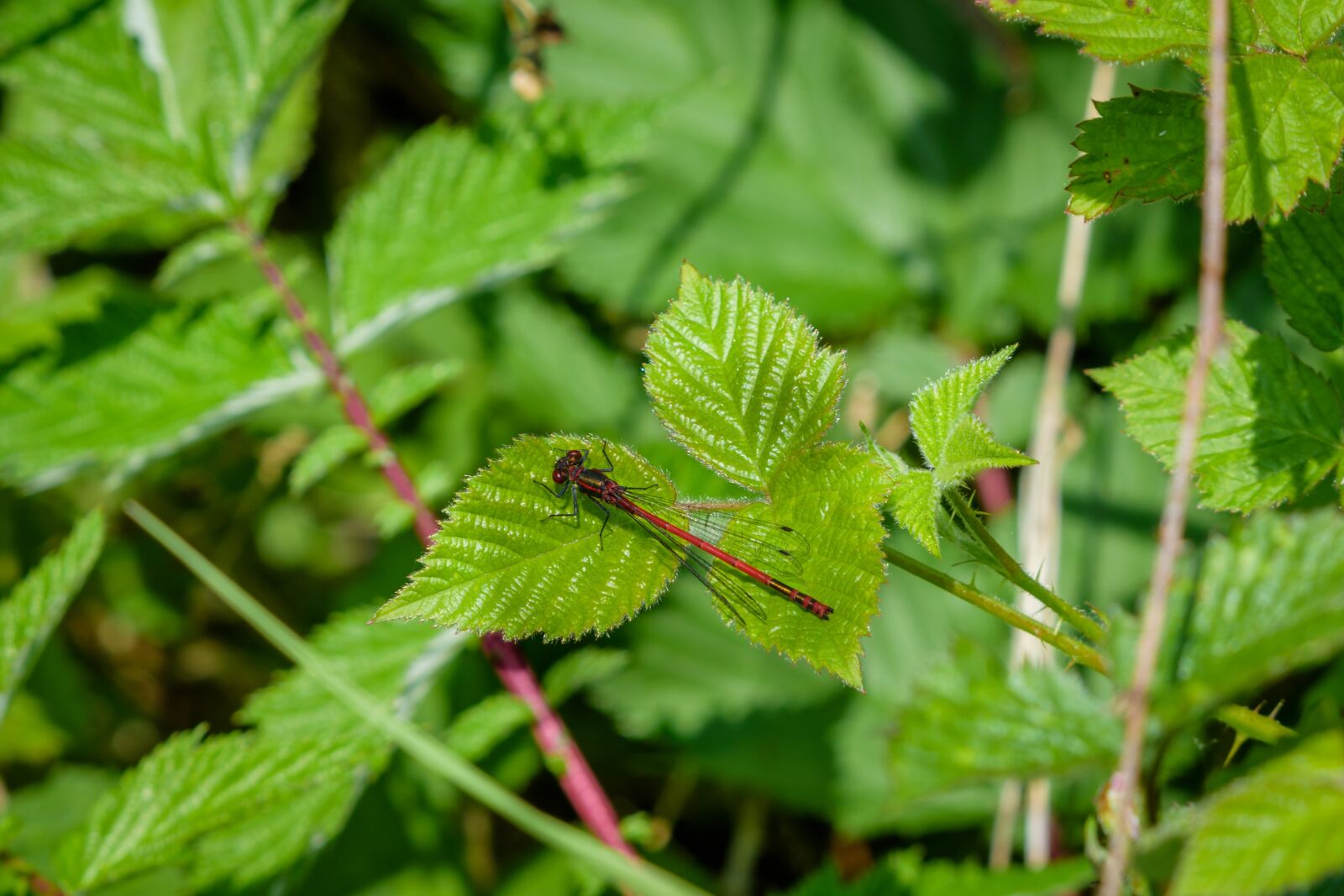 Nikon D7200 sample photo. Dragonfly, insect, wing photography