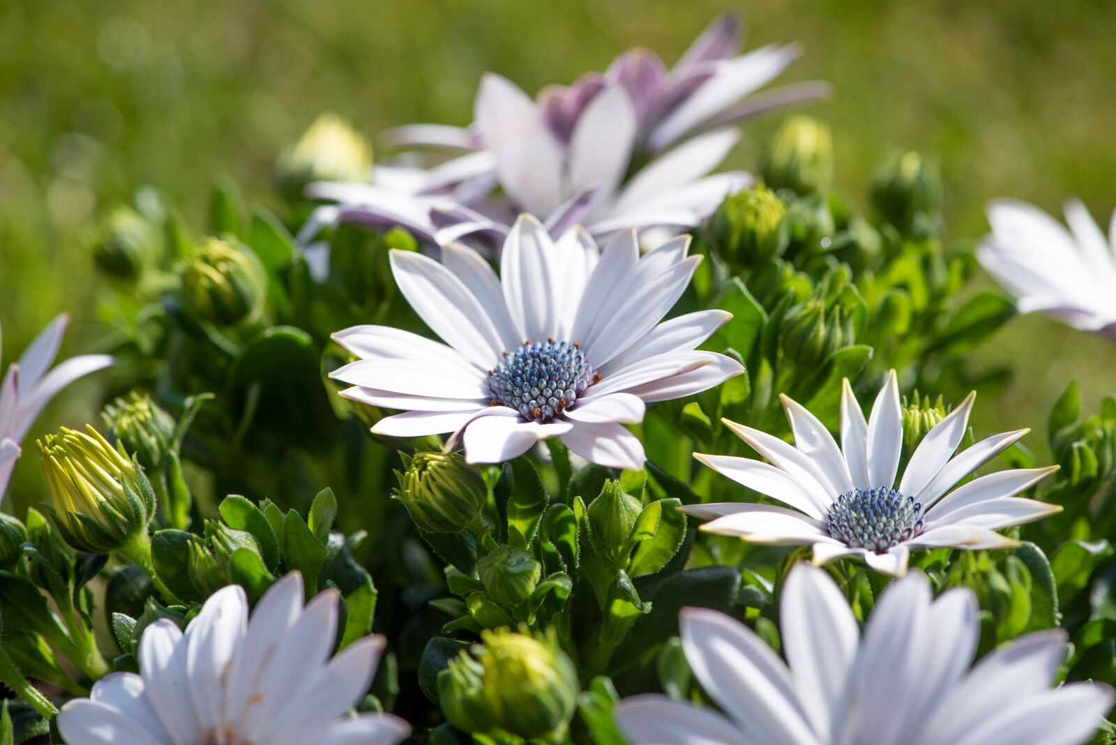Nikon D750 sample photo. Cape daisies, flowers, white photography