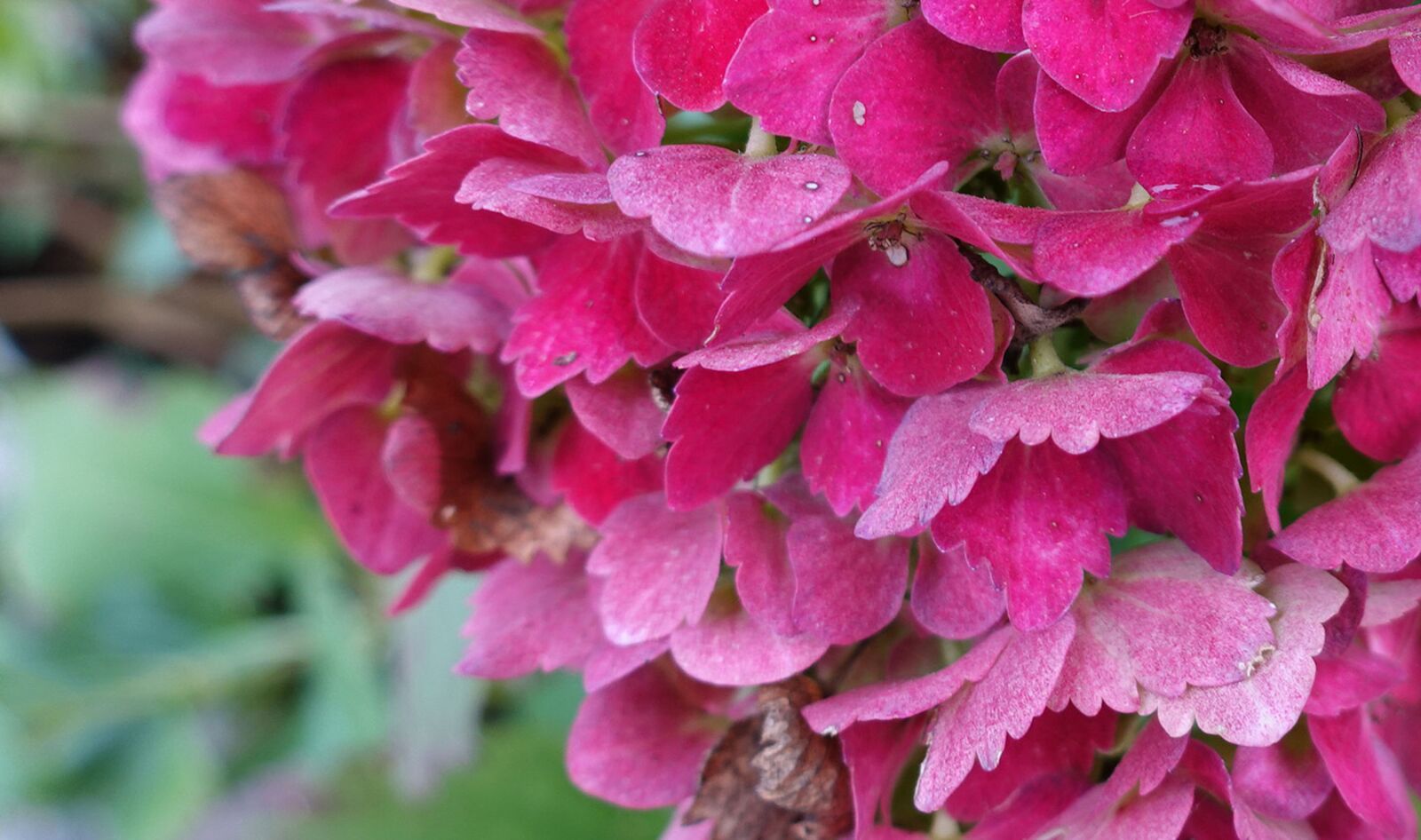 Sony Cyber-shot DSC-RX100 IV sample photo. Hydrangea, blossom, bloom photography