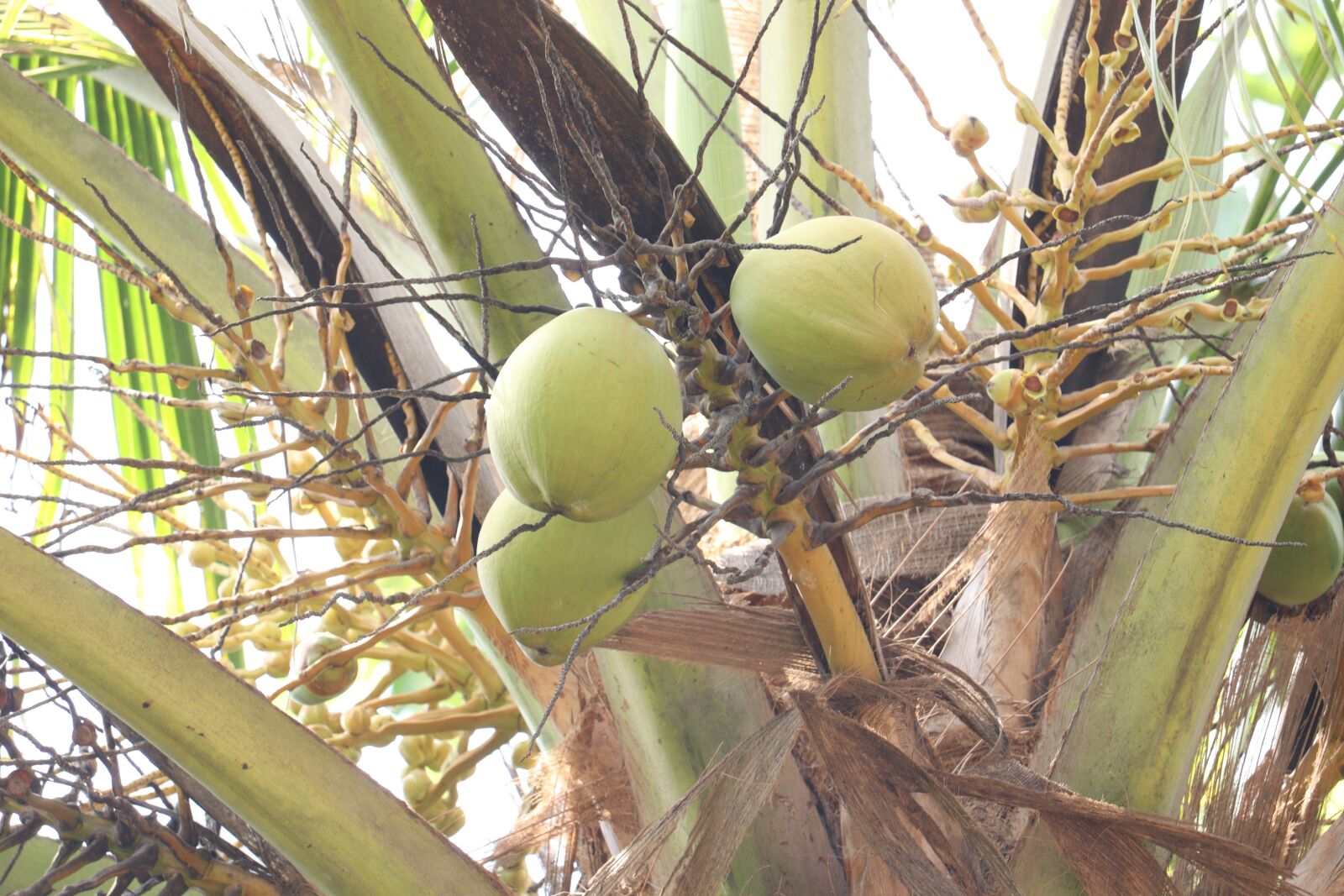 Canon EOS 250D (EOS Rebel SL3 / EOS Kiss X10 / EOS 200D II) sample photo. Coconut, tree leaf, outdoor photography