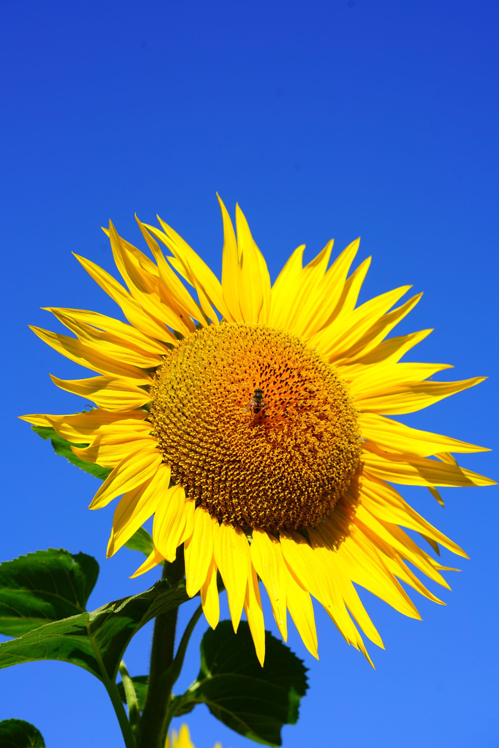 Sony a7R II + Sony FE 90mm F2.8 Macro G OSS sample photo. Sunflower, blossom, bloom photography