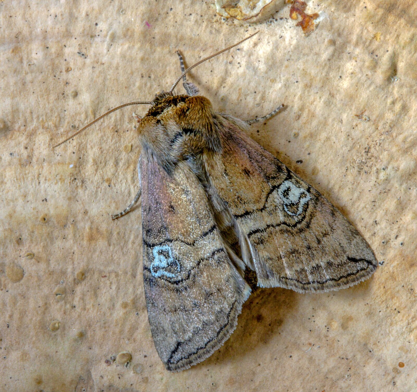 Canon EOS 400D (EOS Digital Rebel XTi / EOS Kiss Digital X) sample photo. Moth, figure-of-eighty, wings photography