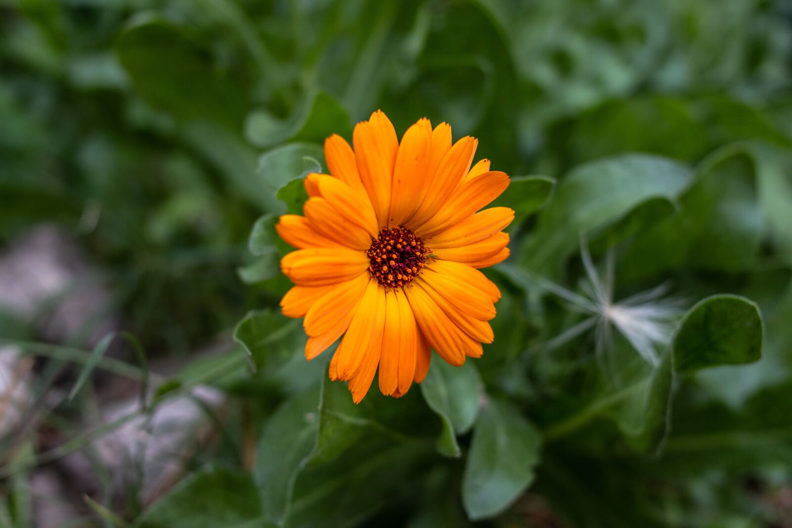 ZEISS Milvus 35mm F1.4 sample photo. Flower, garden, orange photography