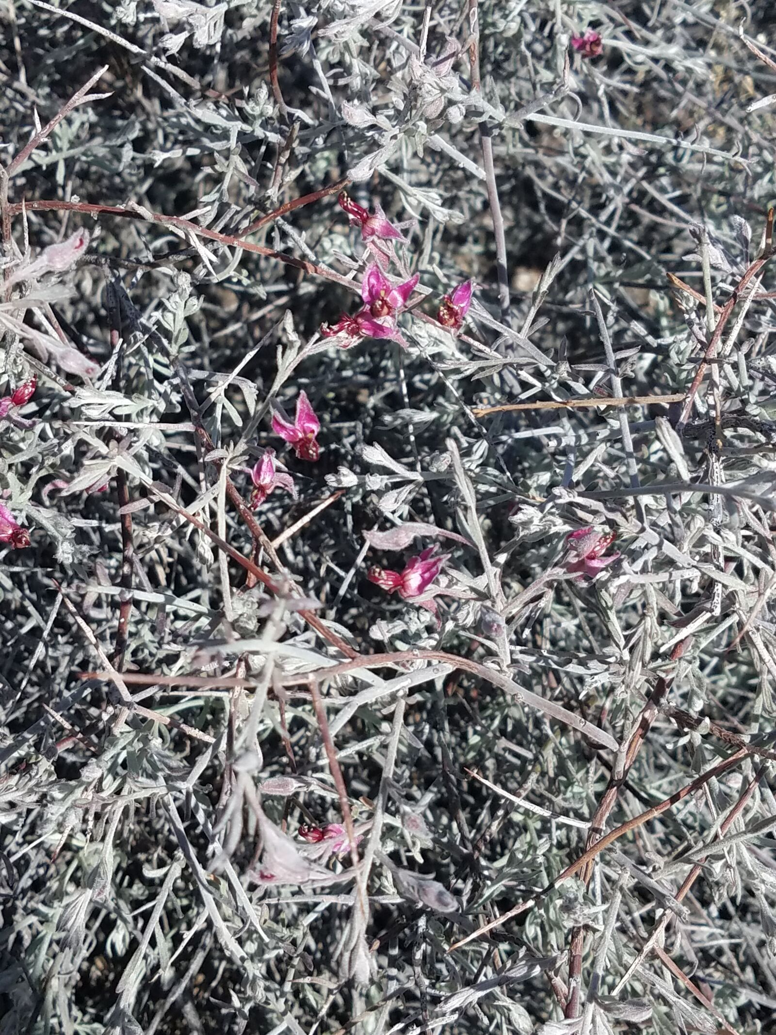 Samsung Galaxy S7 sample photo. Desert, flowers, desert, shrub photography