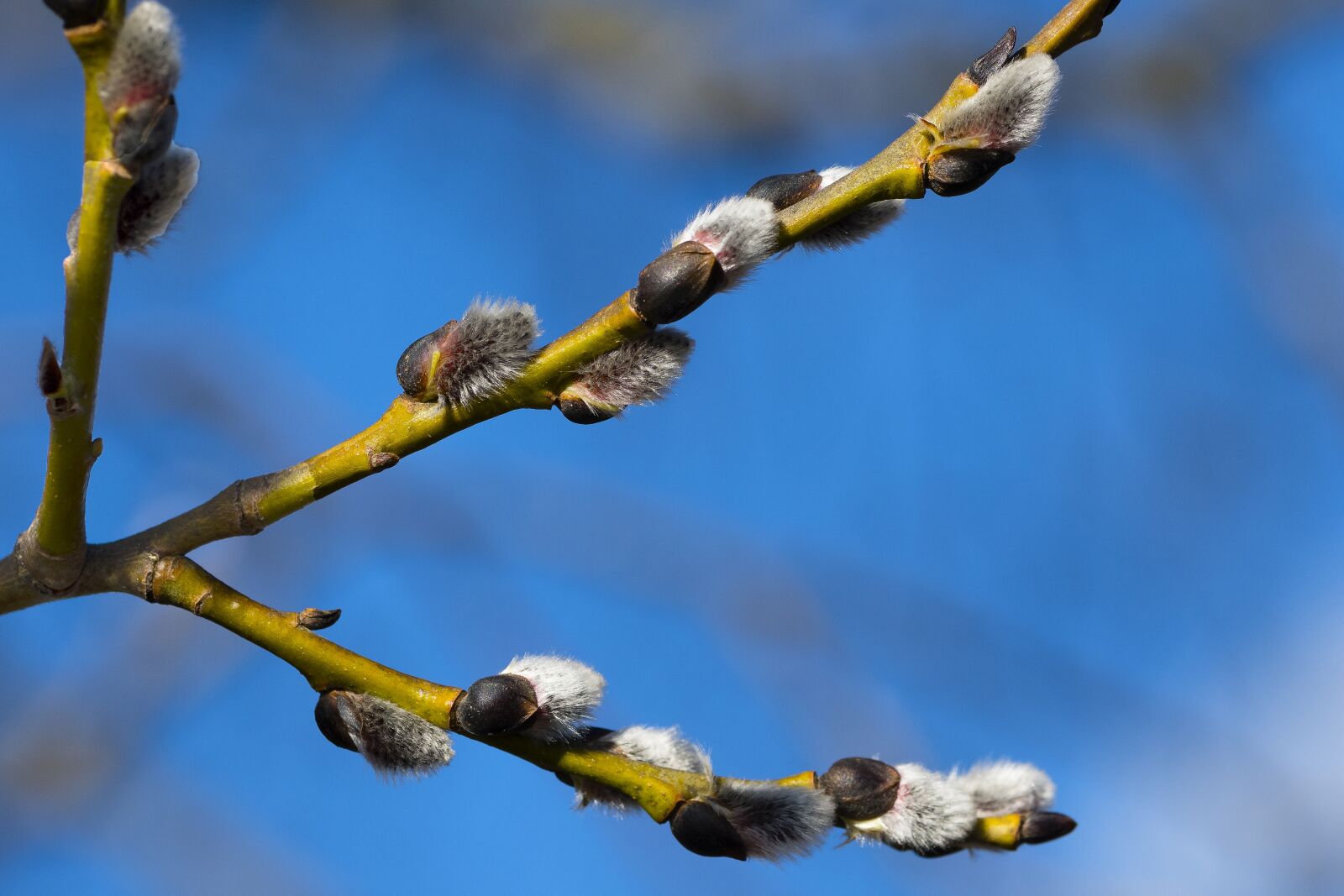 Nikon D500 sample photo. Willow, pajunk, willow cats photography