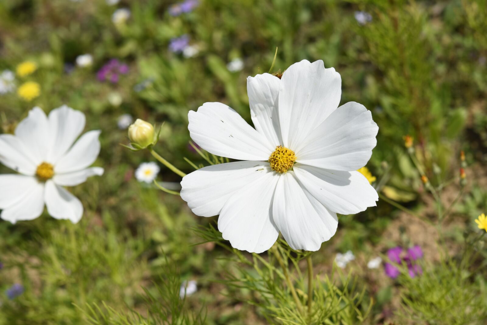Nikon D5600 sample photo. Flower, flower cosmos, flower photography