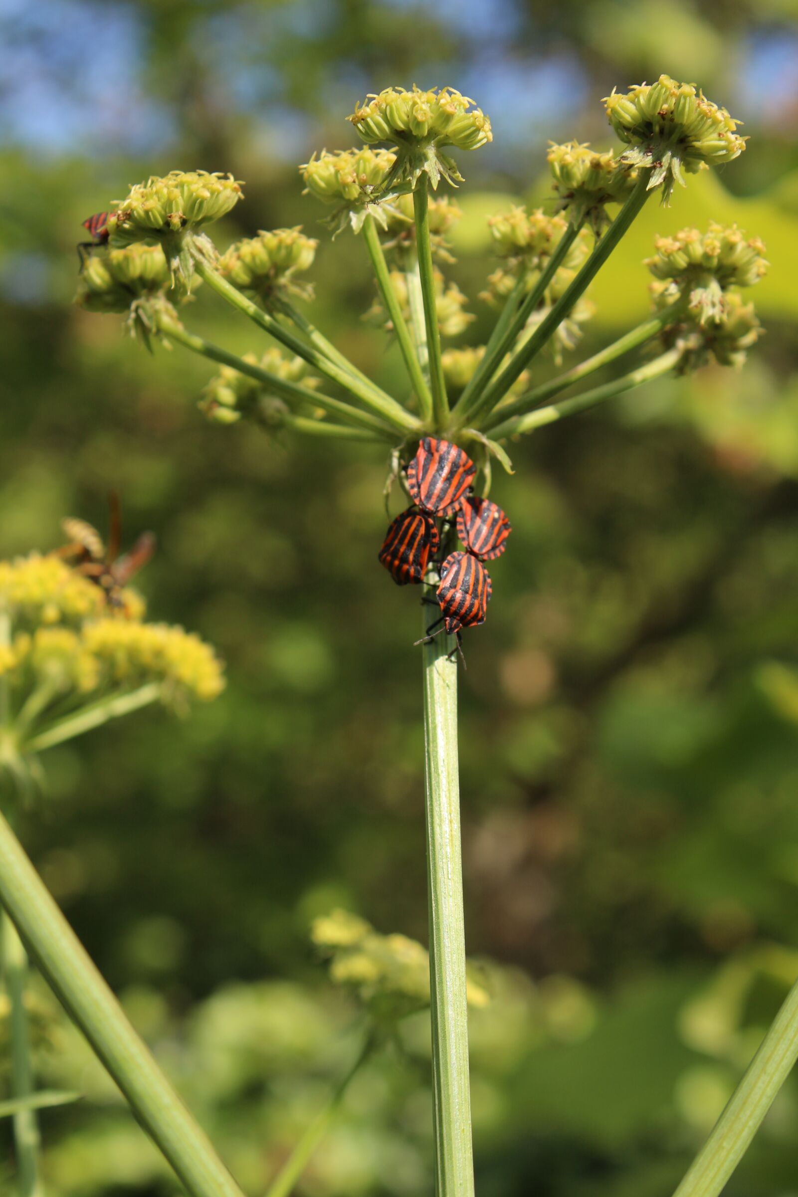 Canon EOS 700D (EOS Rebel T5i / EOS Kiss X7i) sample photo. Animals, nature, animal world photography