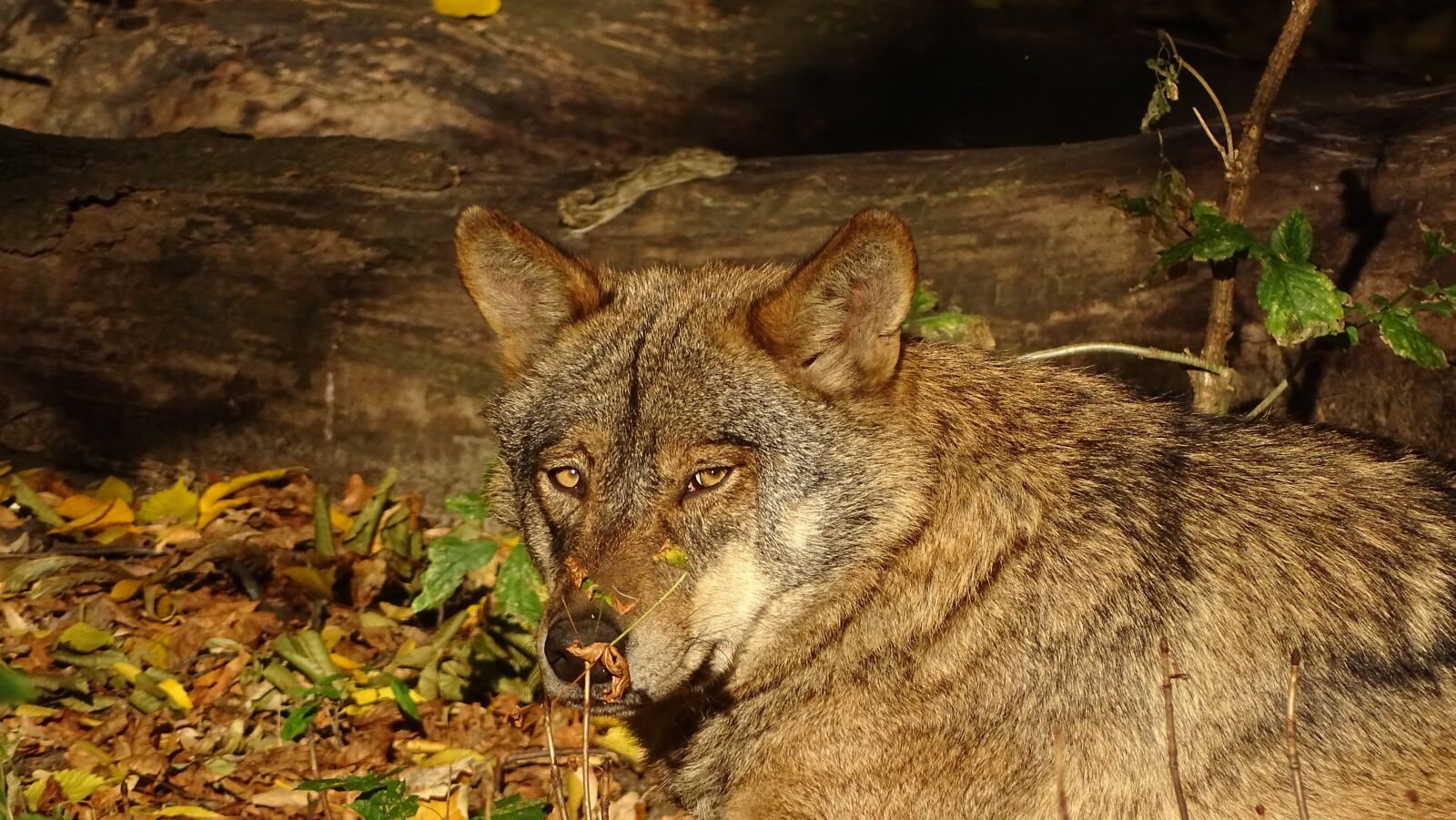 Sony Cyber-shot DSC-HX400V sample photo. Wolf, iberian wolf, european photography