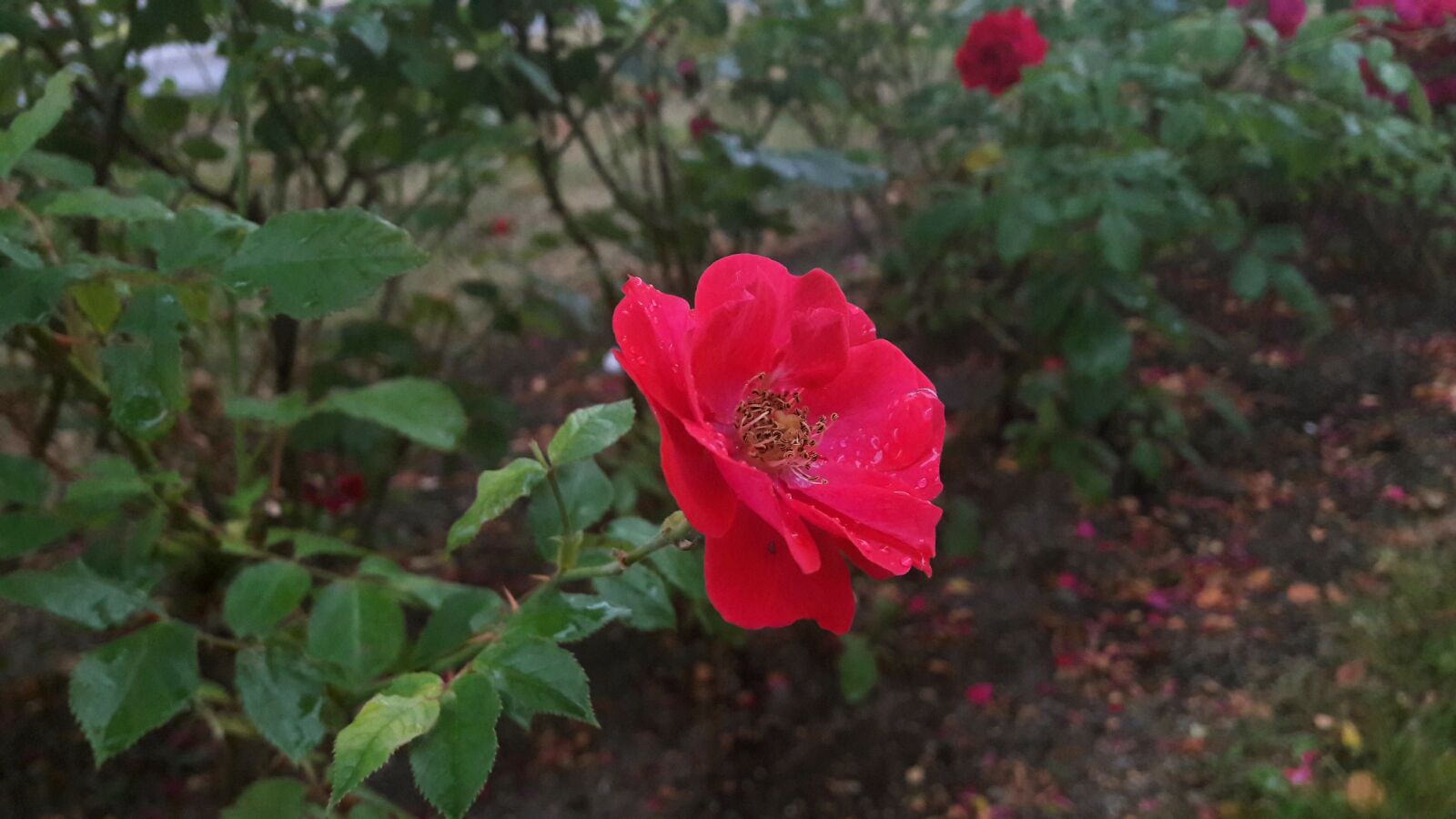 Samsung Galaxy A3(2016) sample photo. Regnv t rose, red photography