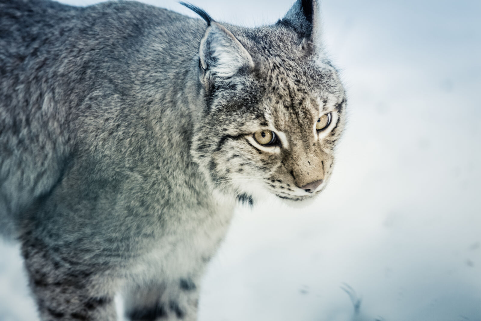 Canon EOS 5D Mark III sample photo. Nature, animal, eyes, grey photography