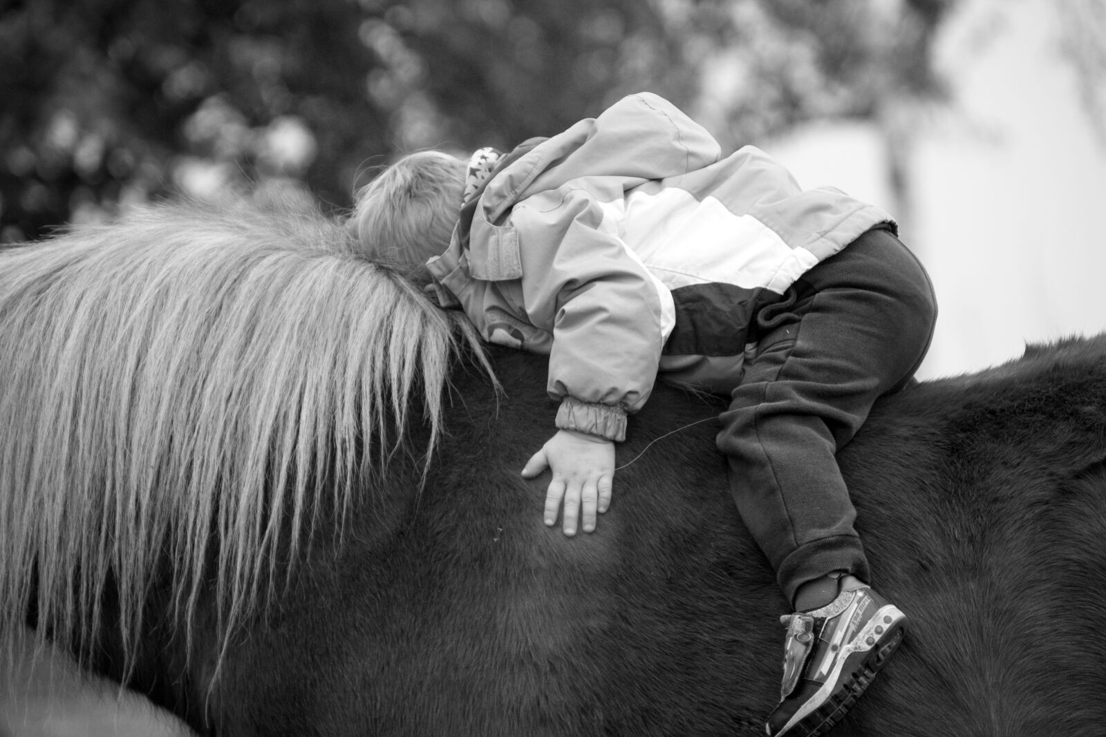 Nikon D750 sample photo. Pony, horse, animal photography