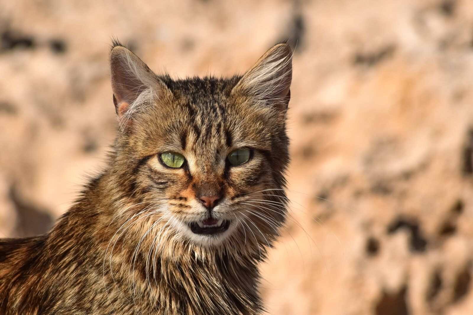 Nikon D3300 sample photo. Cat, stray, animal photography