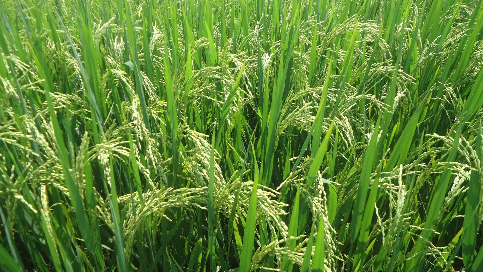 Sony Cyber-shot DSC-W530 sample photo. Silk, rice, vietnamese rice photography