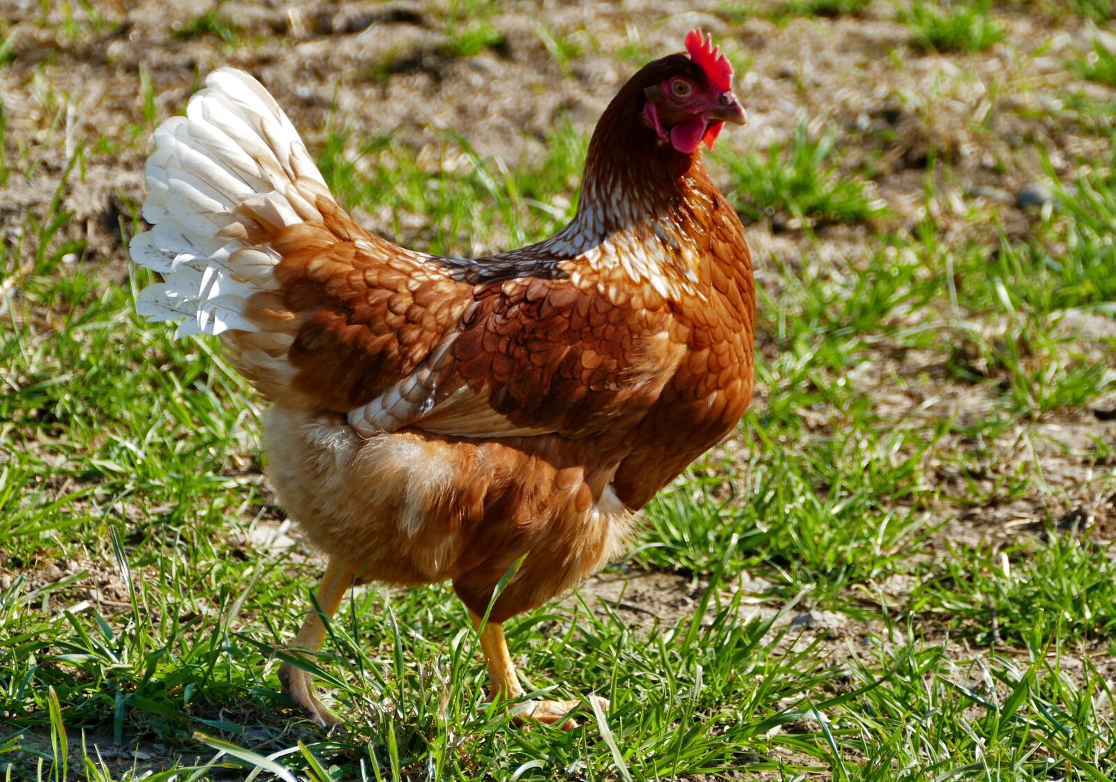 Panasonic Lumix DMC-FZ1000 sample photo. Agriculture, poultry, chicken photography