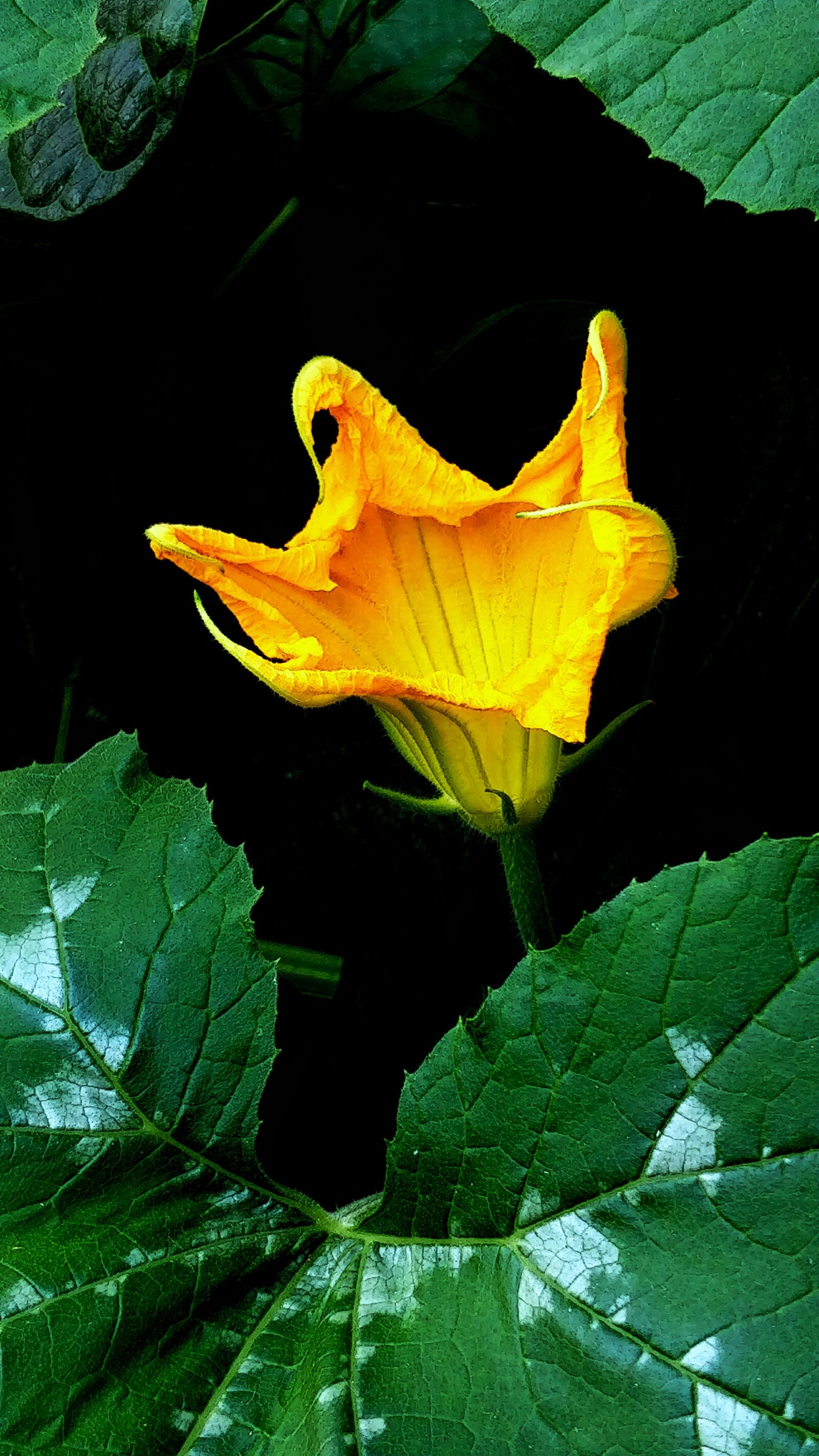 OnePlus 5 sample photo. Gourd, flower, yellow photography