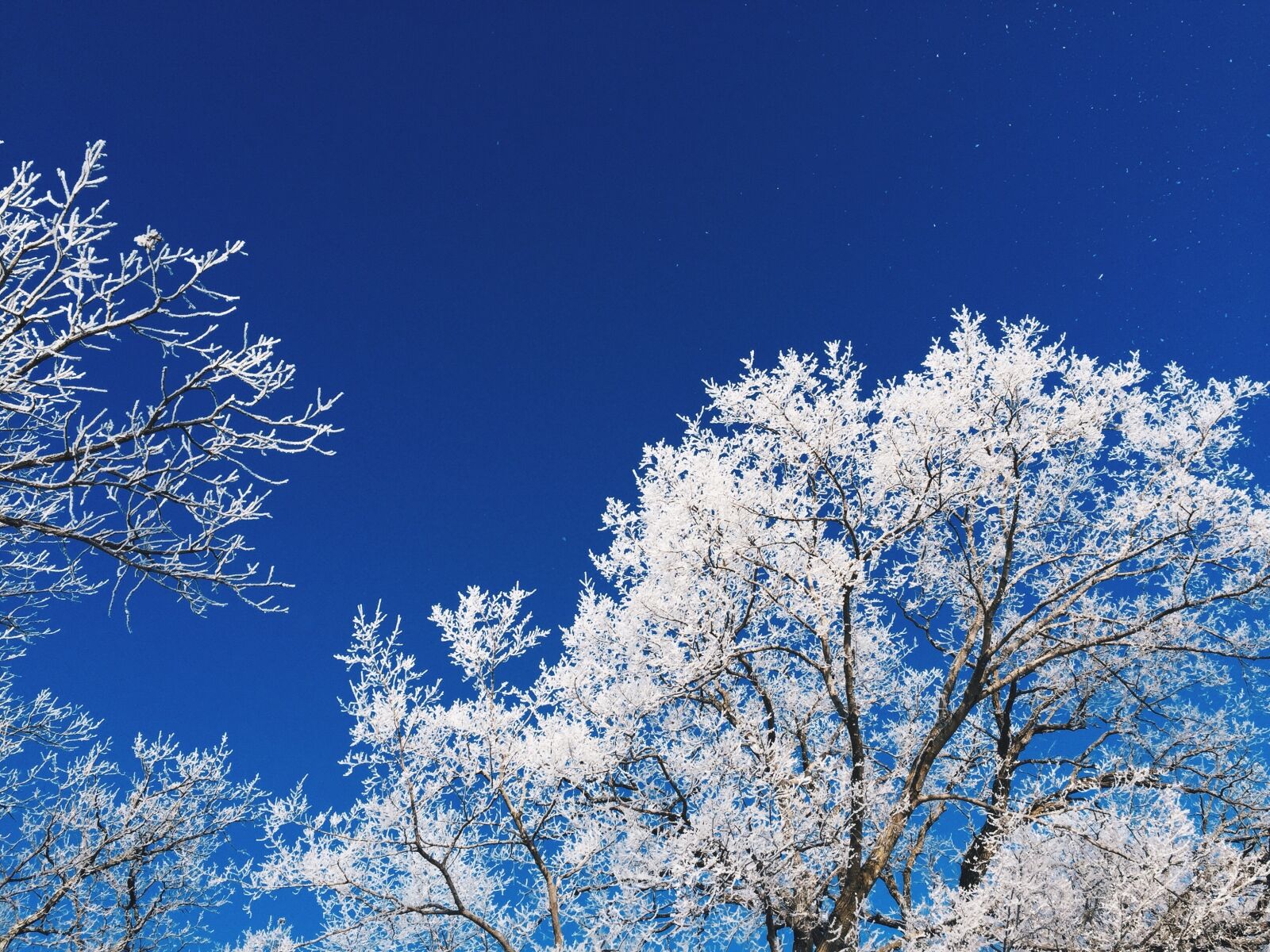 Apple iPhone 6 sample photo. Frost, frozen fog, trees photography