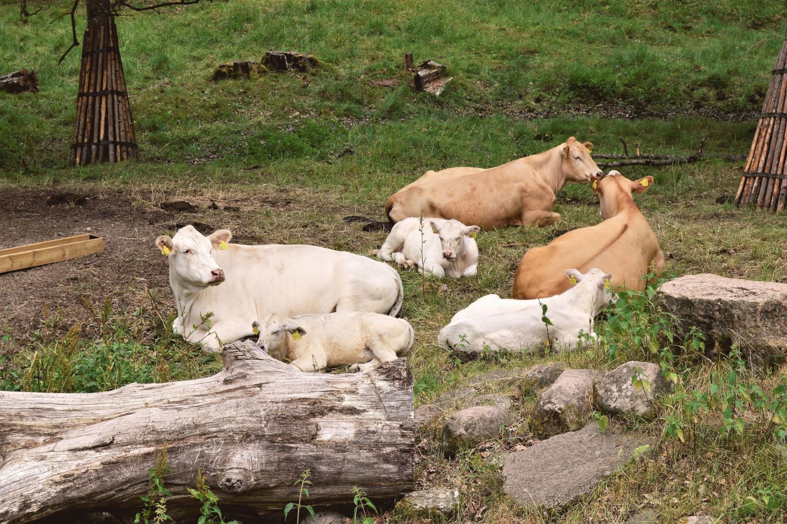 Nikon D3200 sample photo. Cows, calf, calves photography