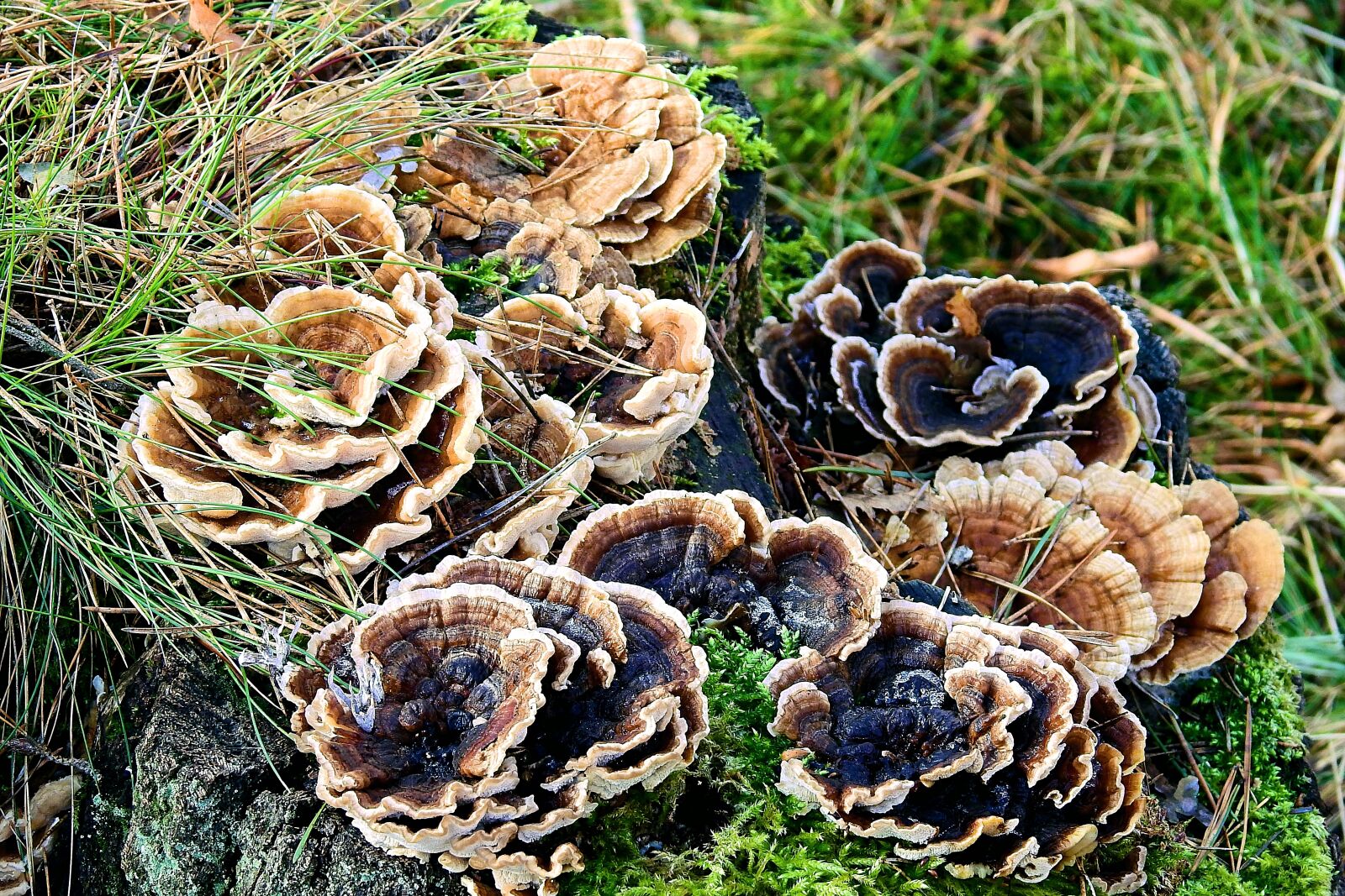 Nikon Coolpix P900 sample photo. Mushrooms, nature, winter photography