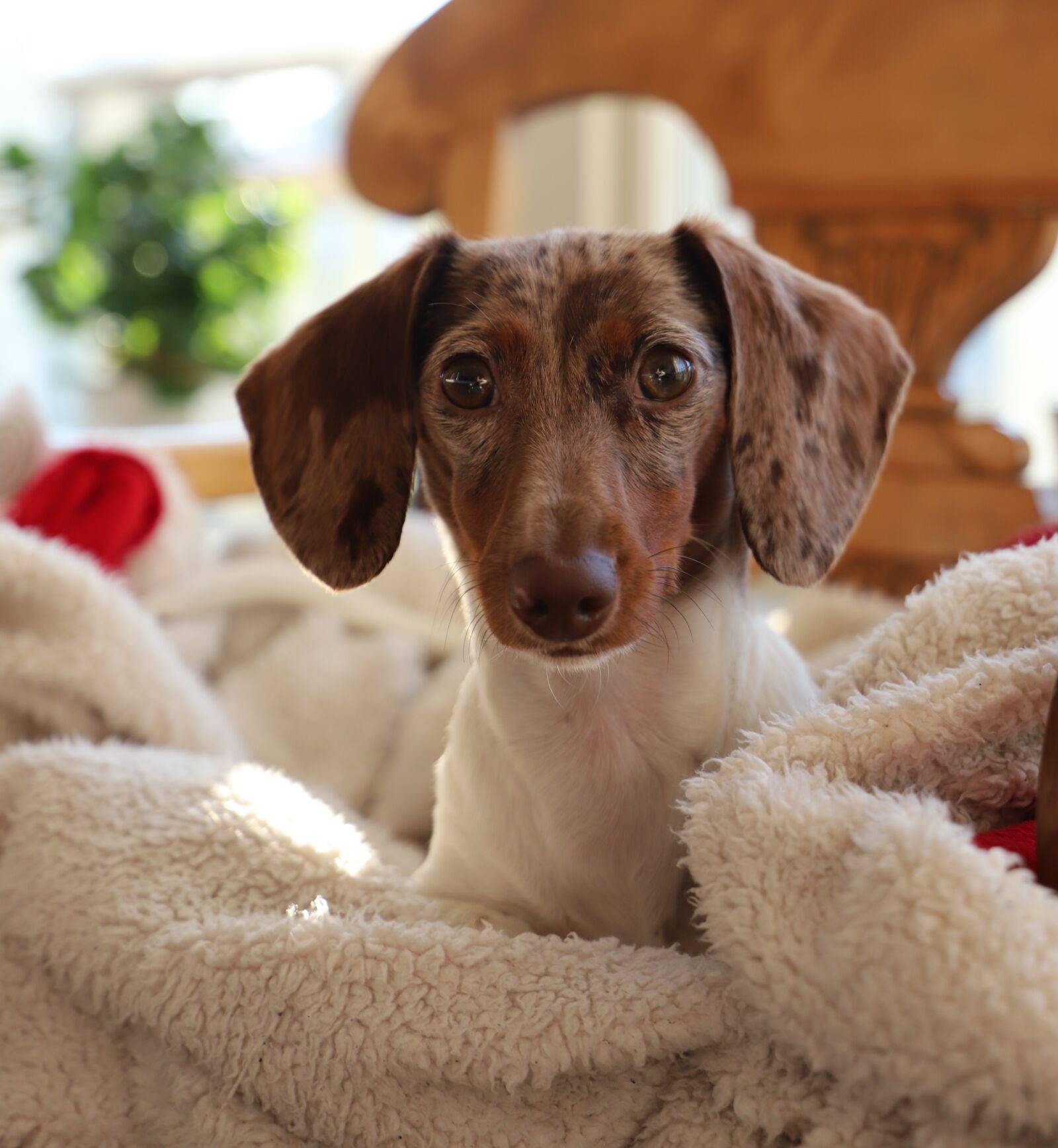 Canon EOS 6D Mark II sample photo. Dog, puppy, pet photography
