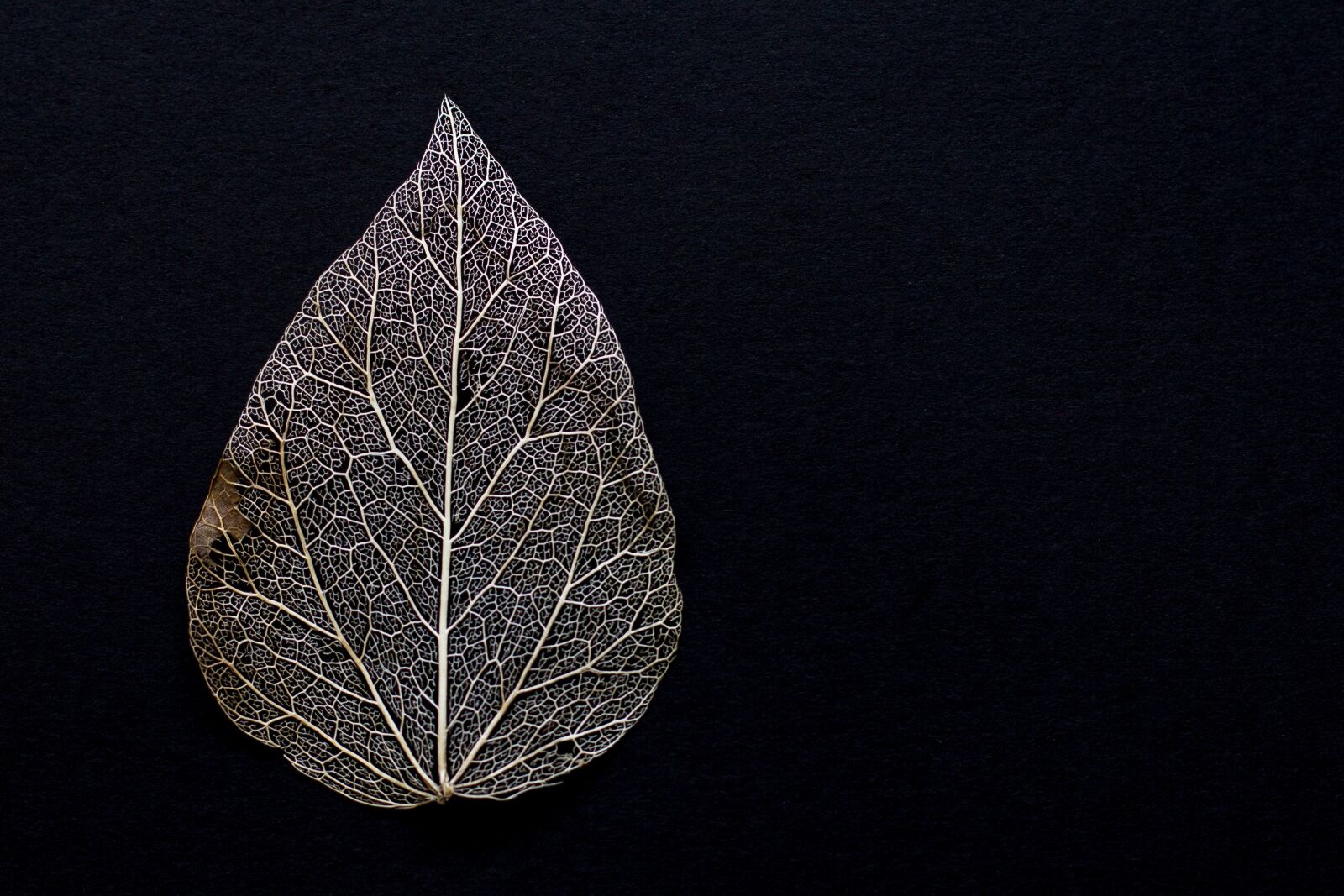 Canon EF 50mm F1.4 USM sample photo. Leaf, withered, dry photography